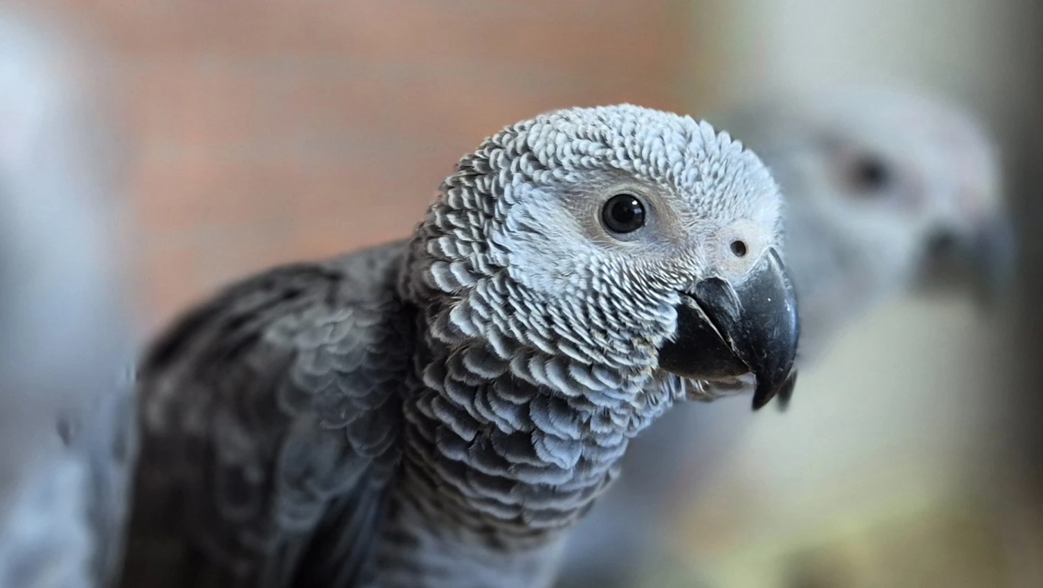 Žako ručně dokrmená mláďata