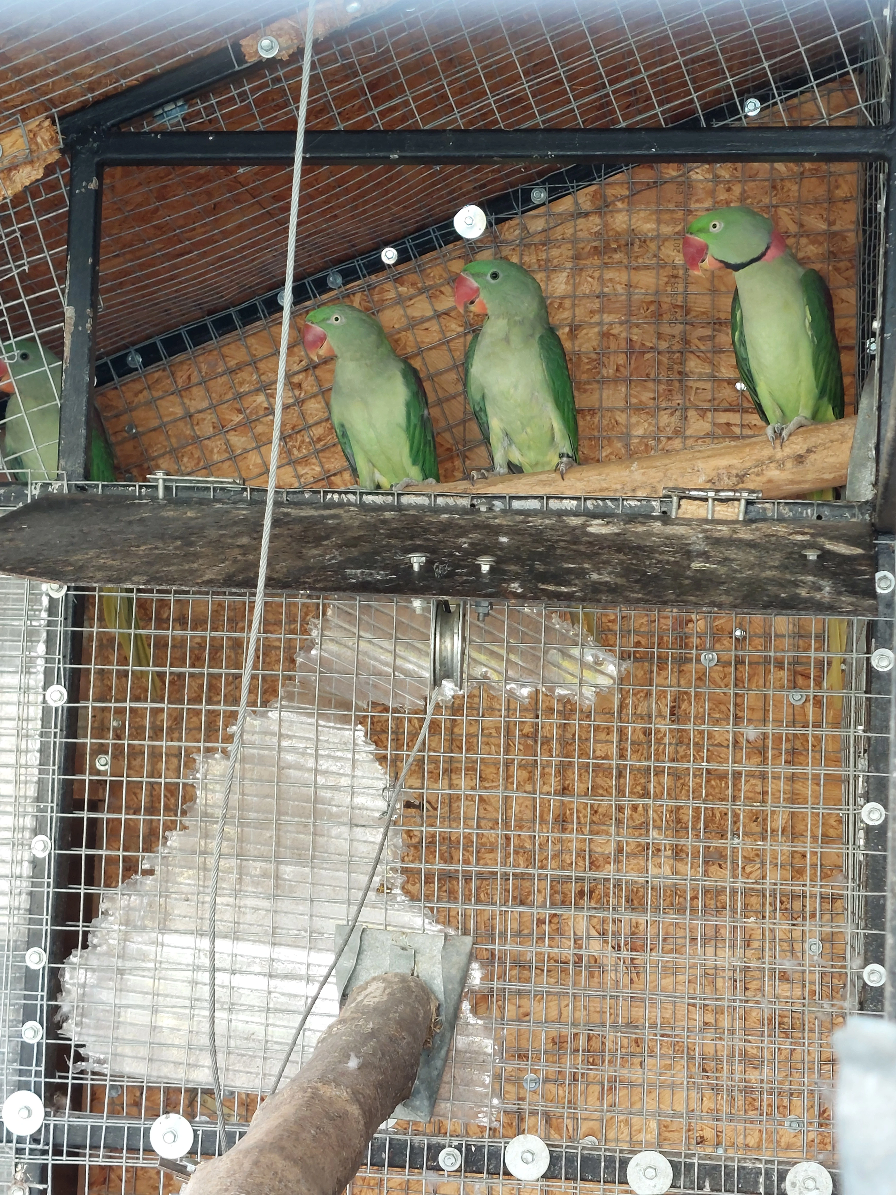 Prodám Alexandr velký zelený