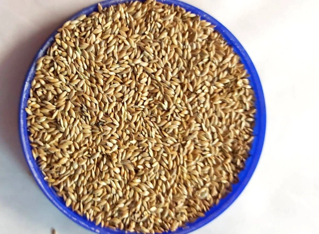 Lesknici, oves nahý, proso žluté a zelené , hrách.