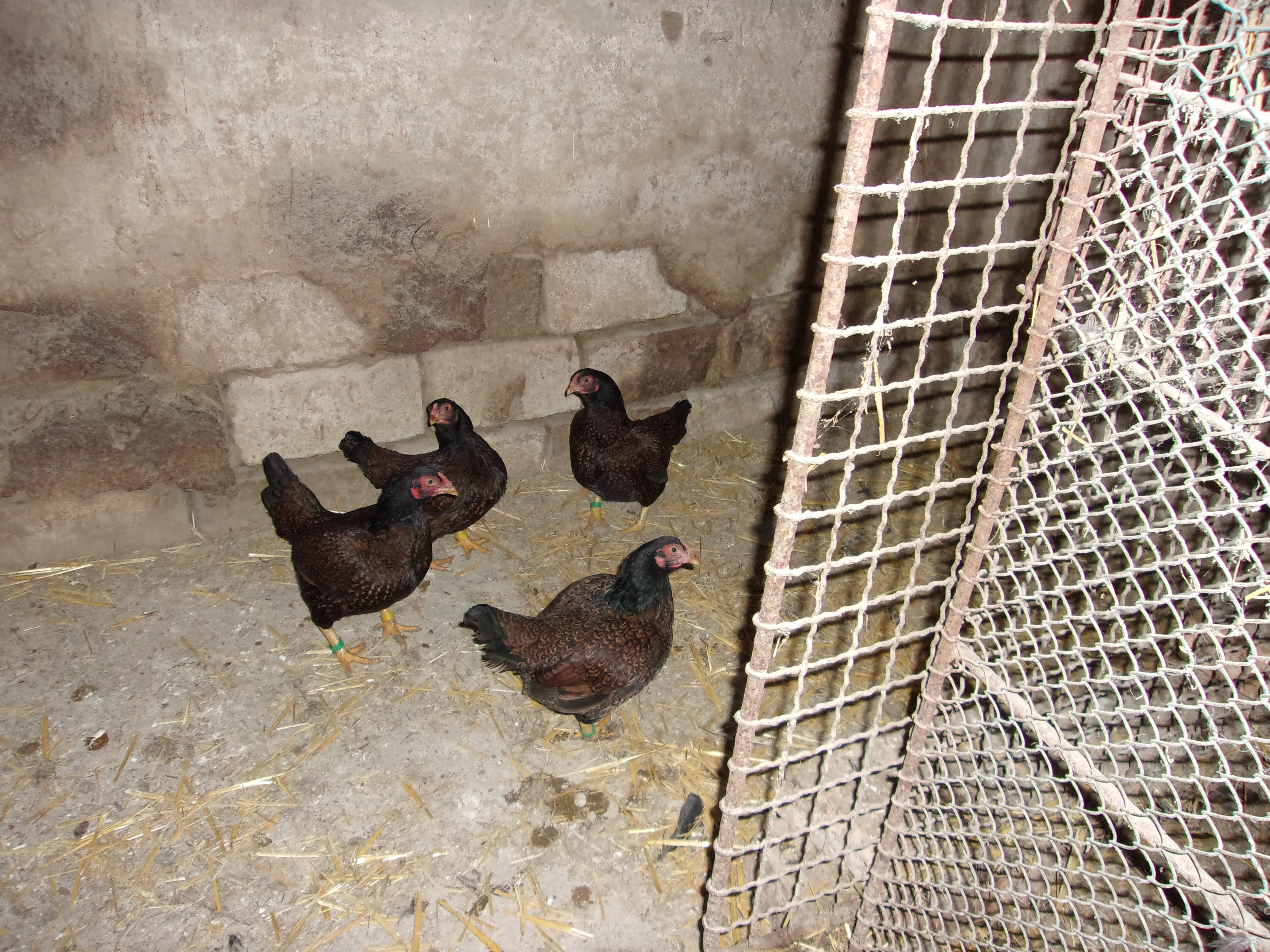 Indická bojovnice zdrobnělá