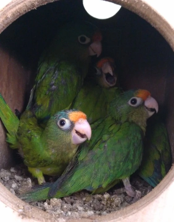 Prodám 2,2 Aratinga oranžovočelý