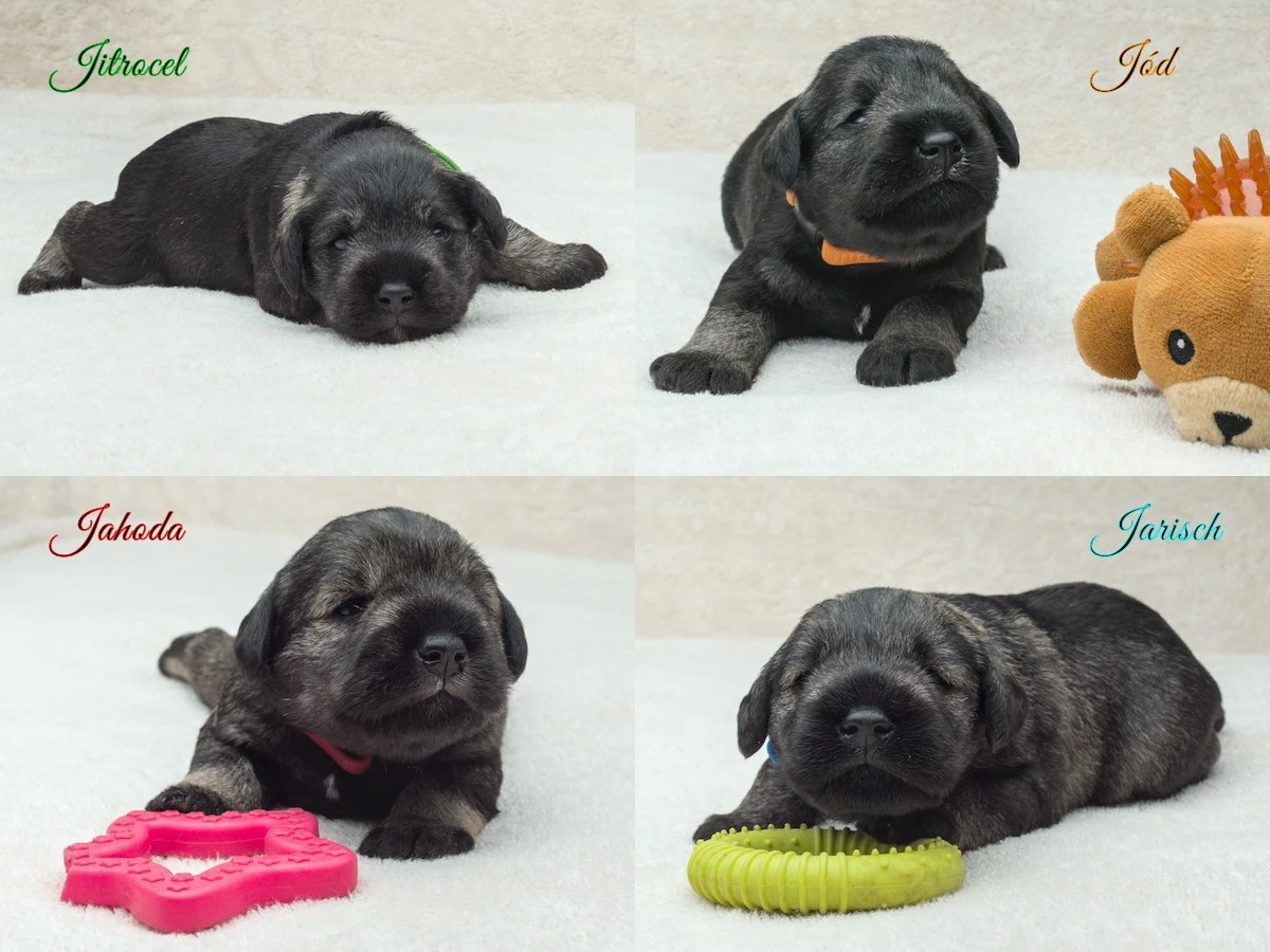 Štěňata - malý knírač pepř a sůl - s PP