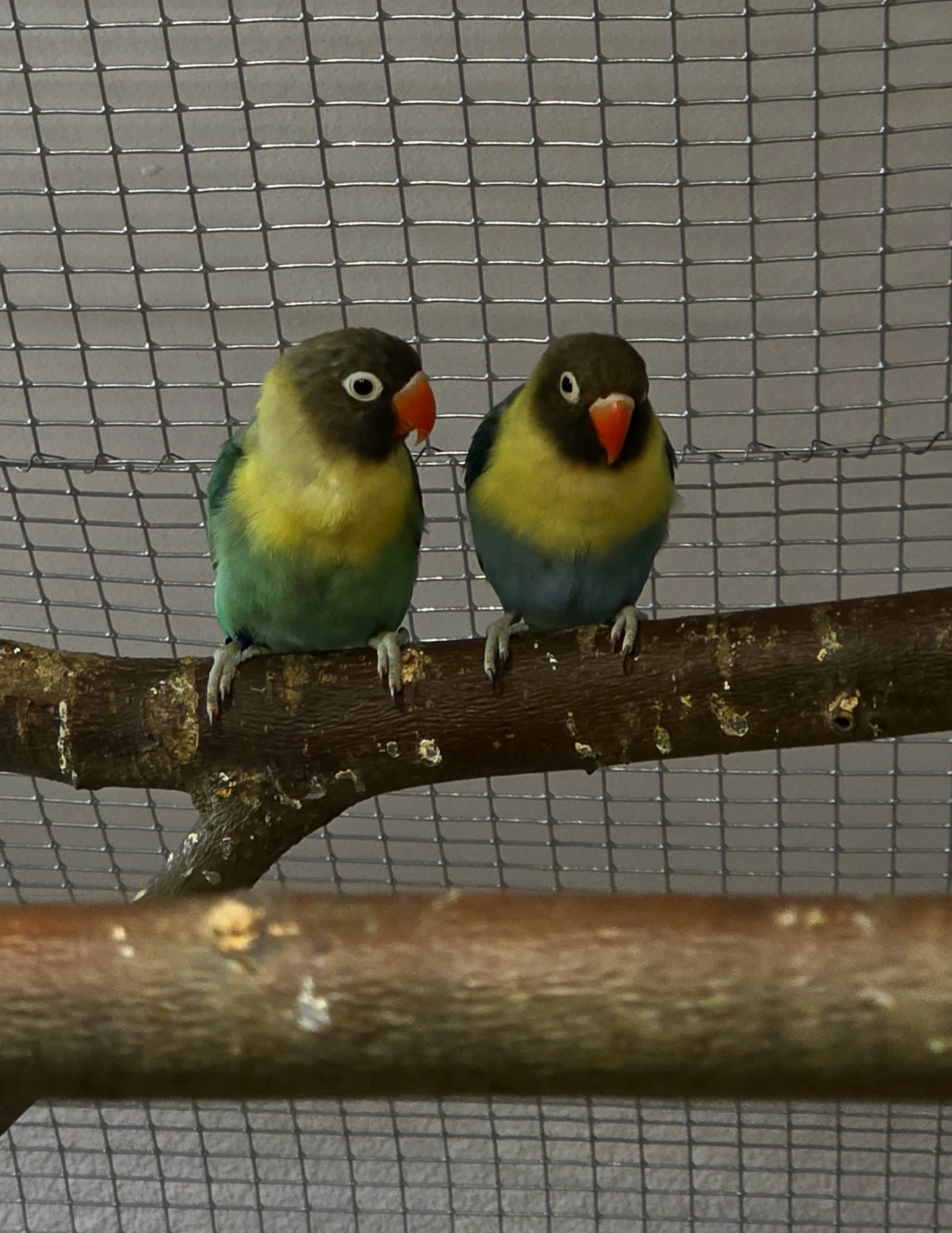 Agapornis škraboškový s DNA