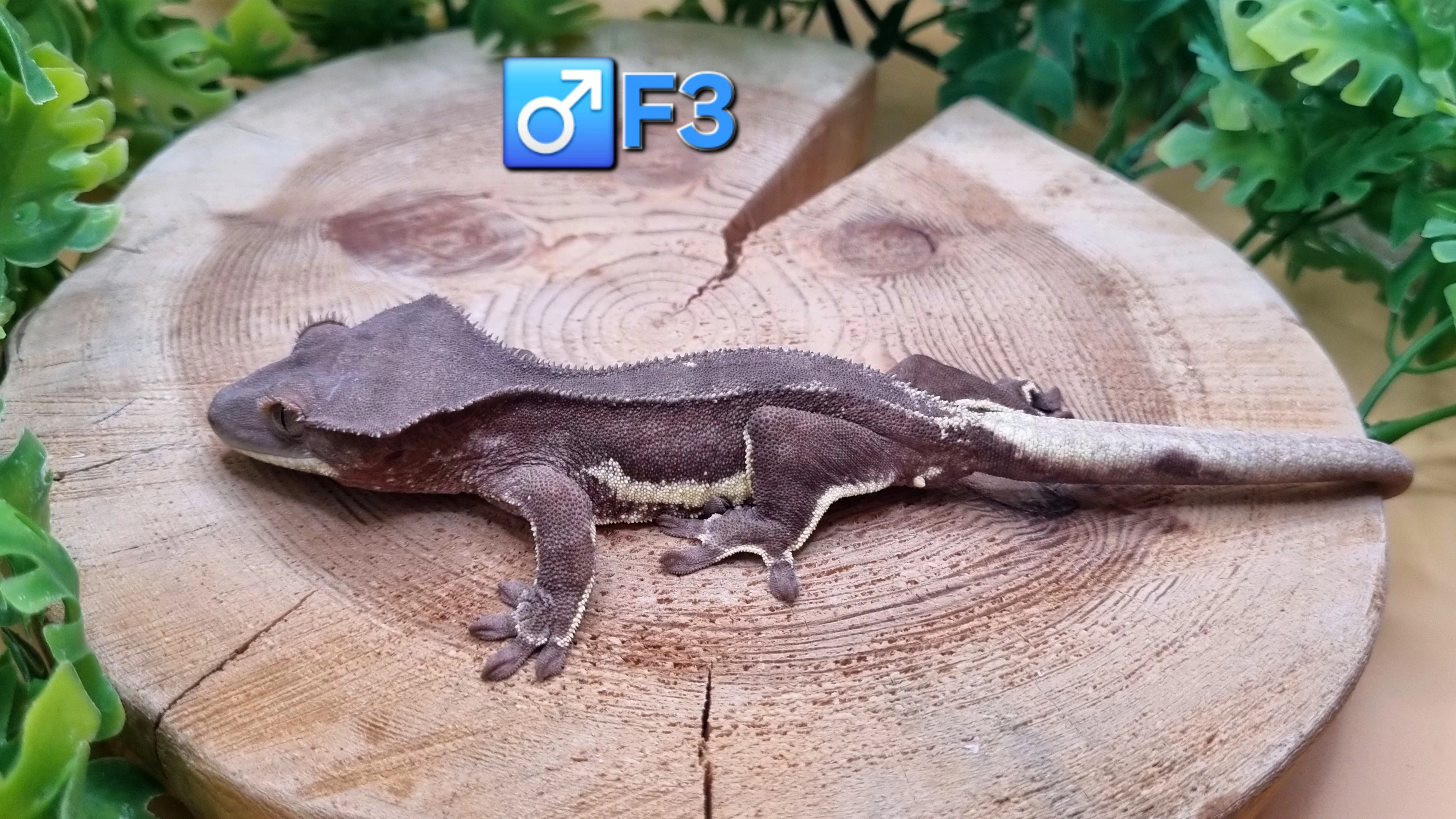 Samci, samice pagekon řasnatý