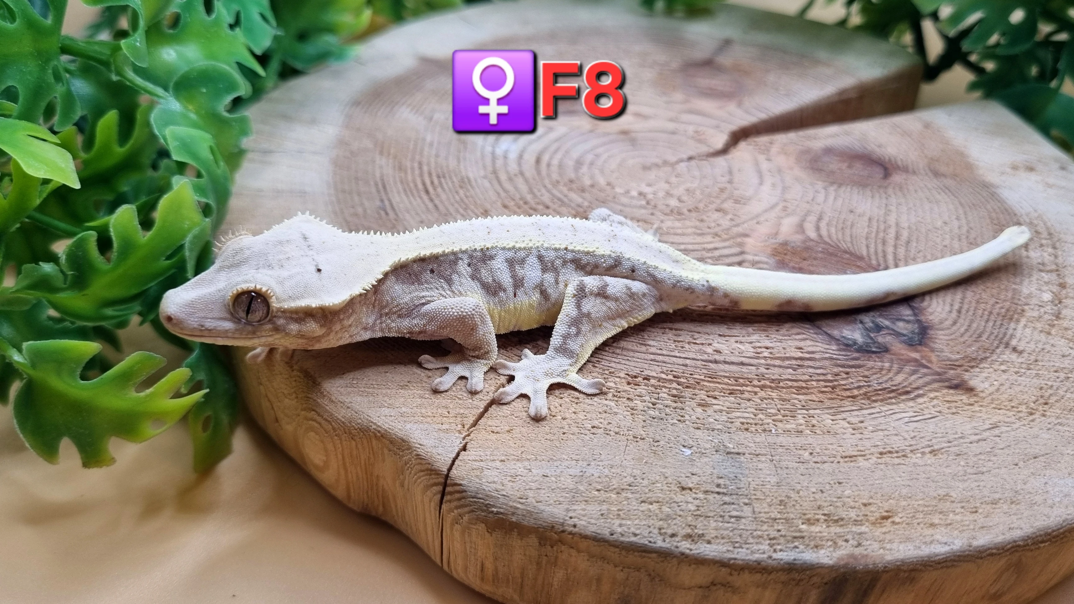 Samci, samice pagekon řasnatý