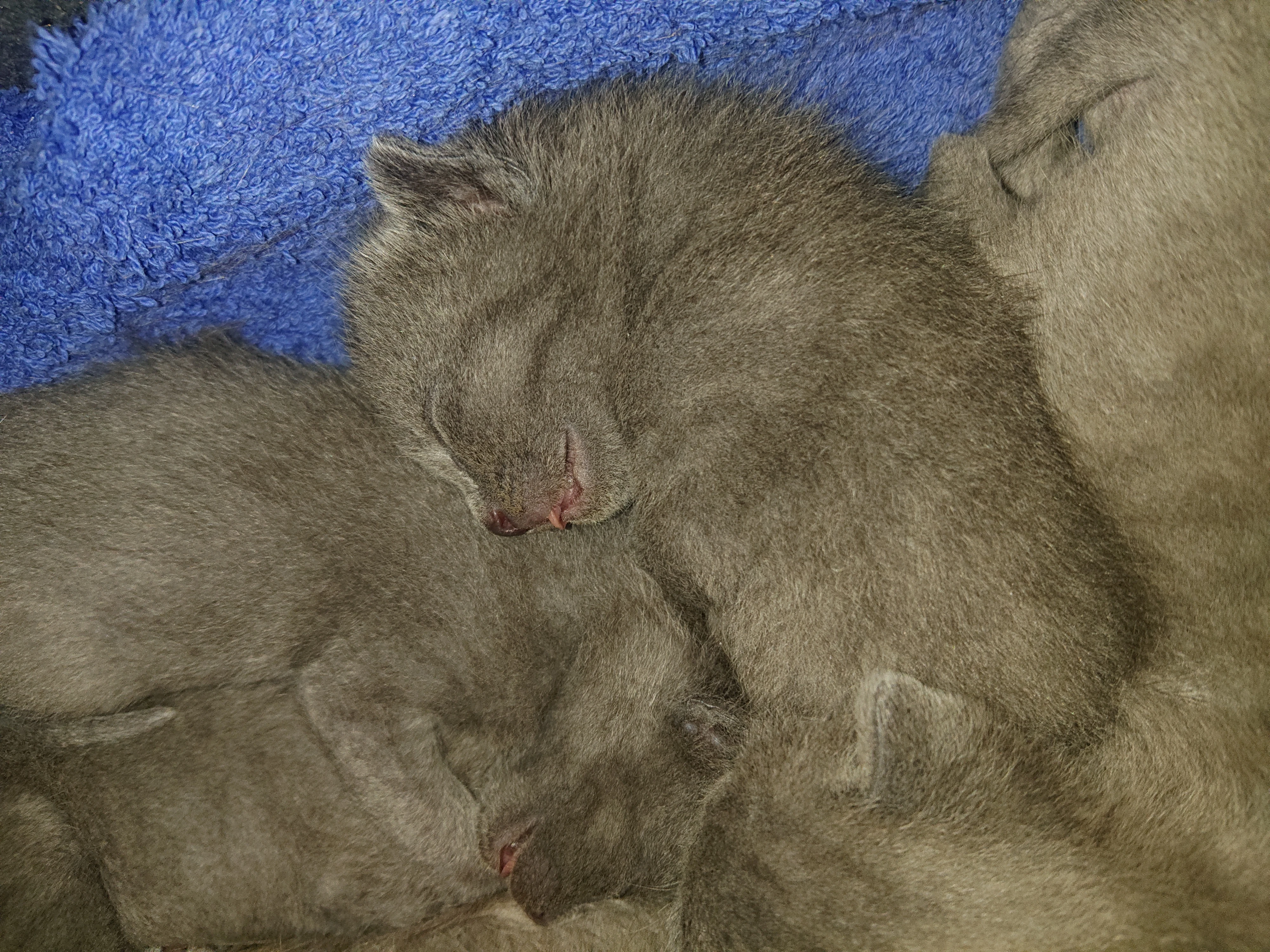 Vymazlené a uvrněné koťátko