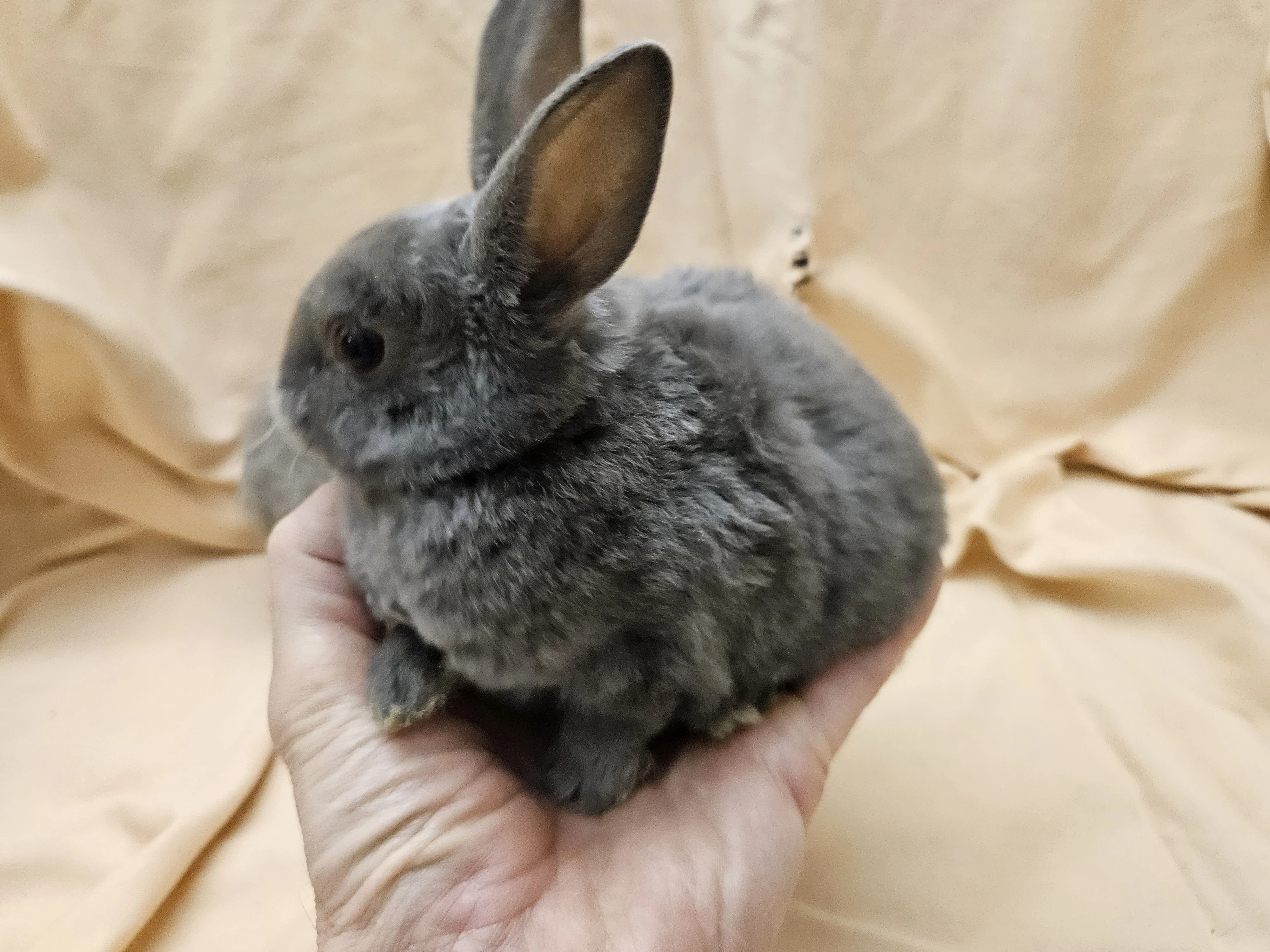 Zakrslý králíček