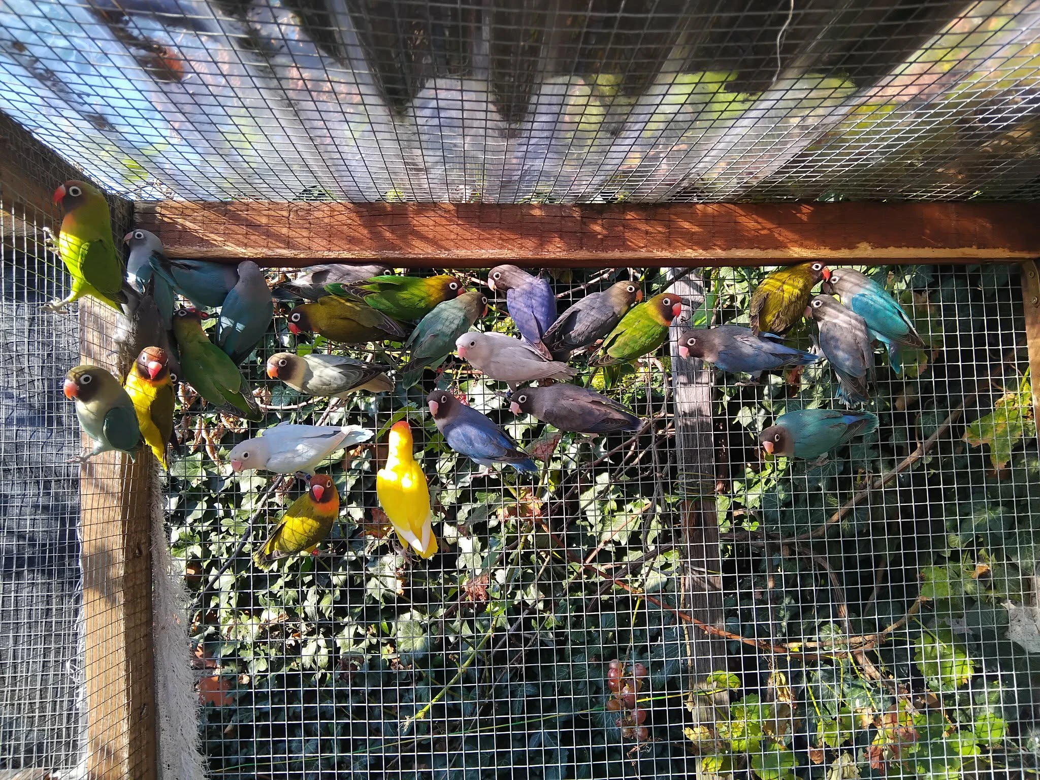 Agapornis hnědohlavý (nigrigenis)