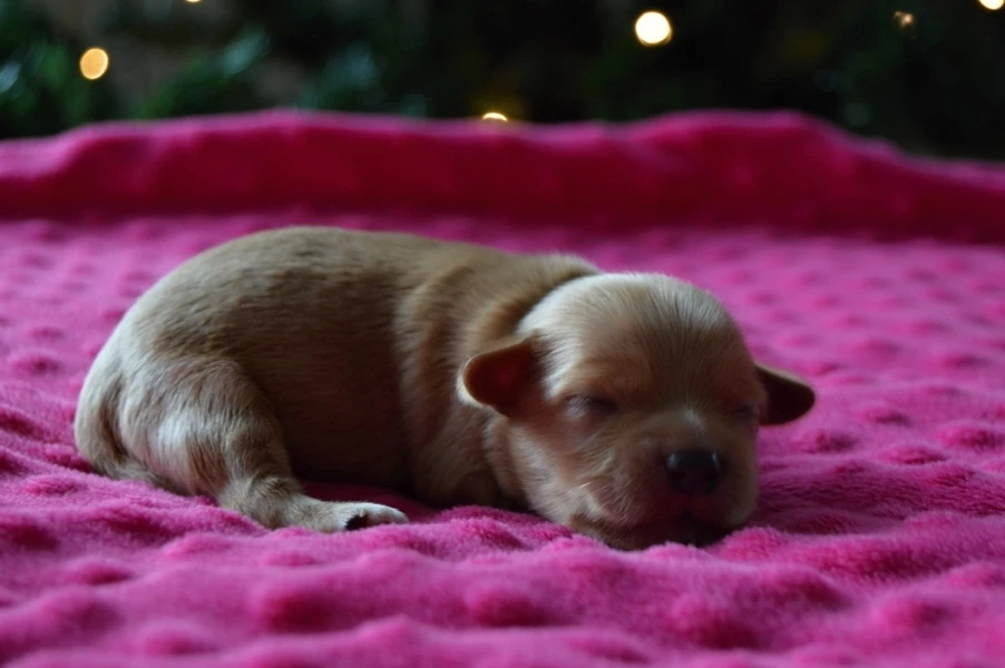 Havanský psík s PP