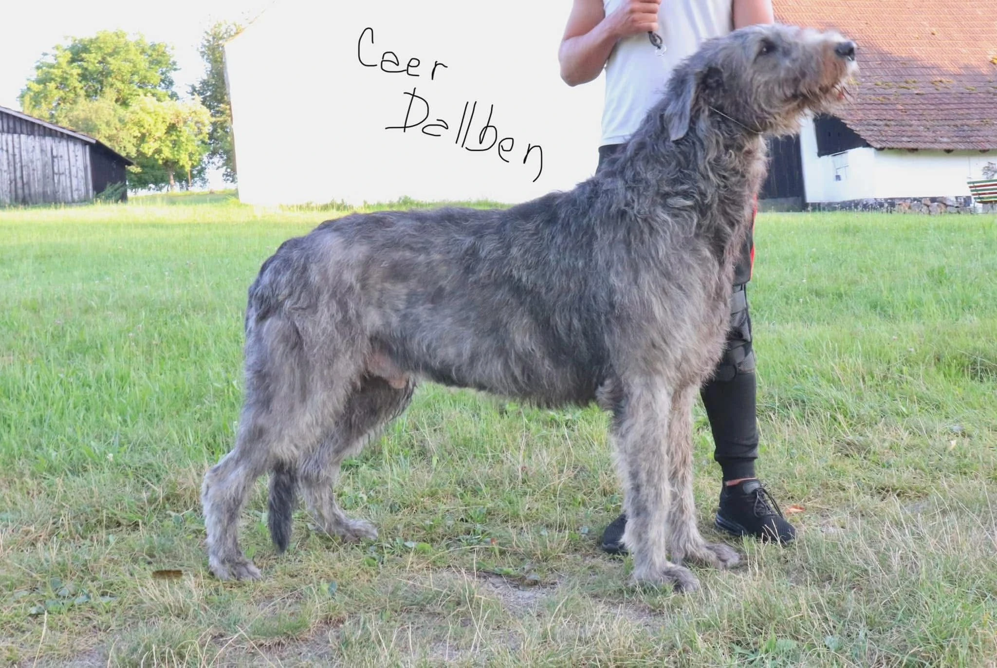 Irský vlkodav - štěňátka s PP