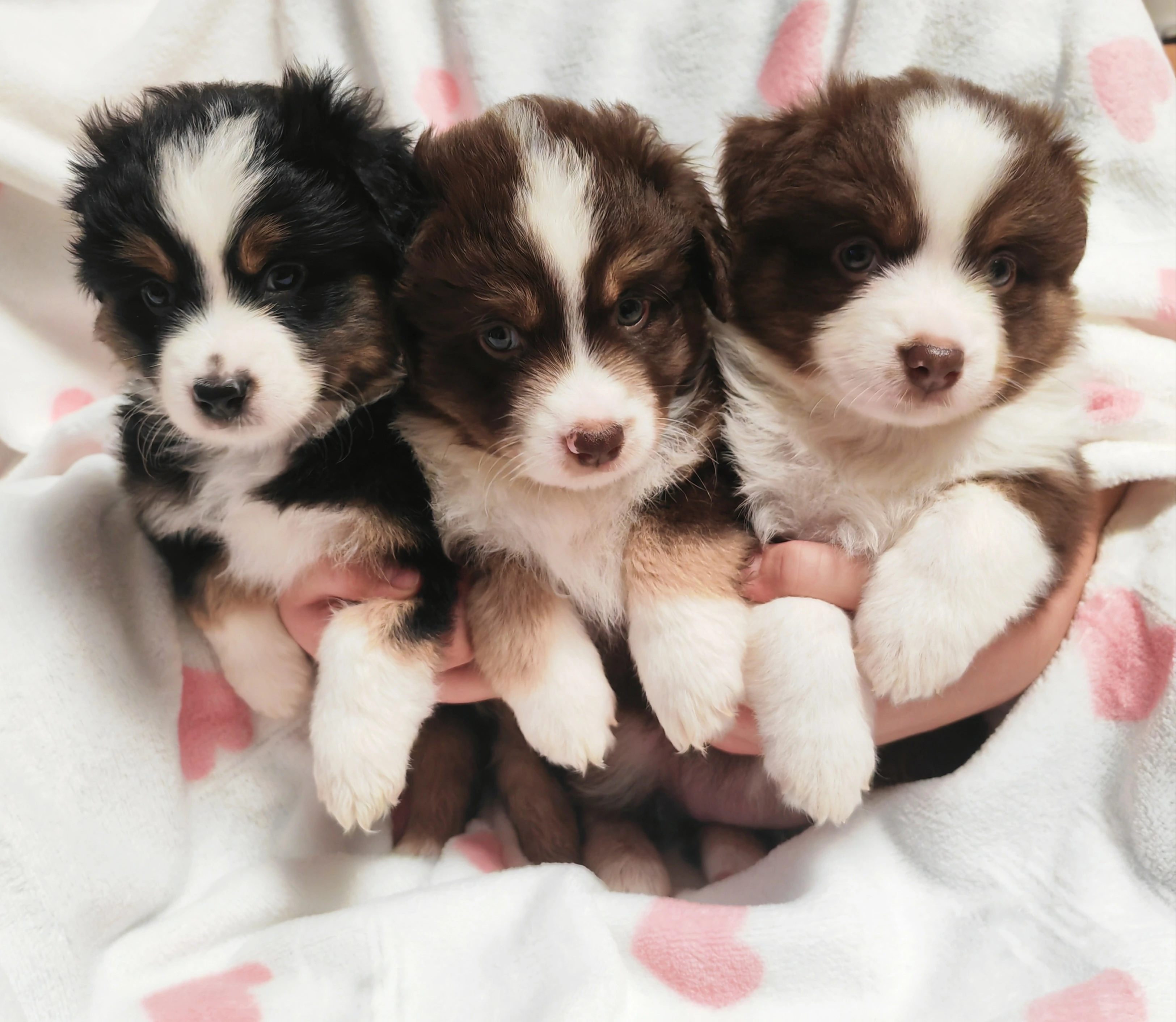 Miniaturní Americký ovčák PP (FCI)