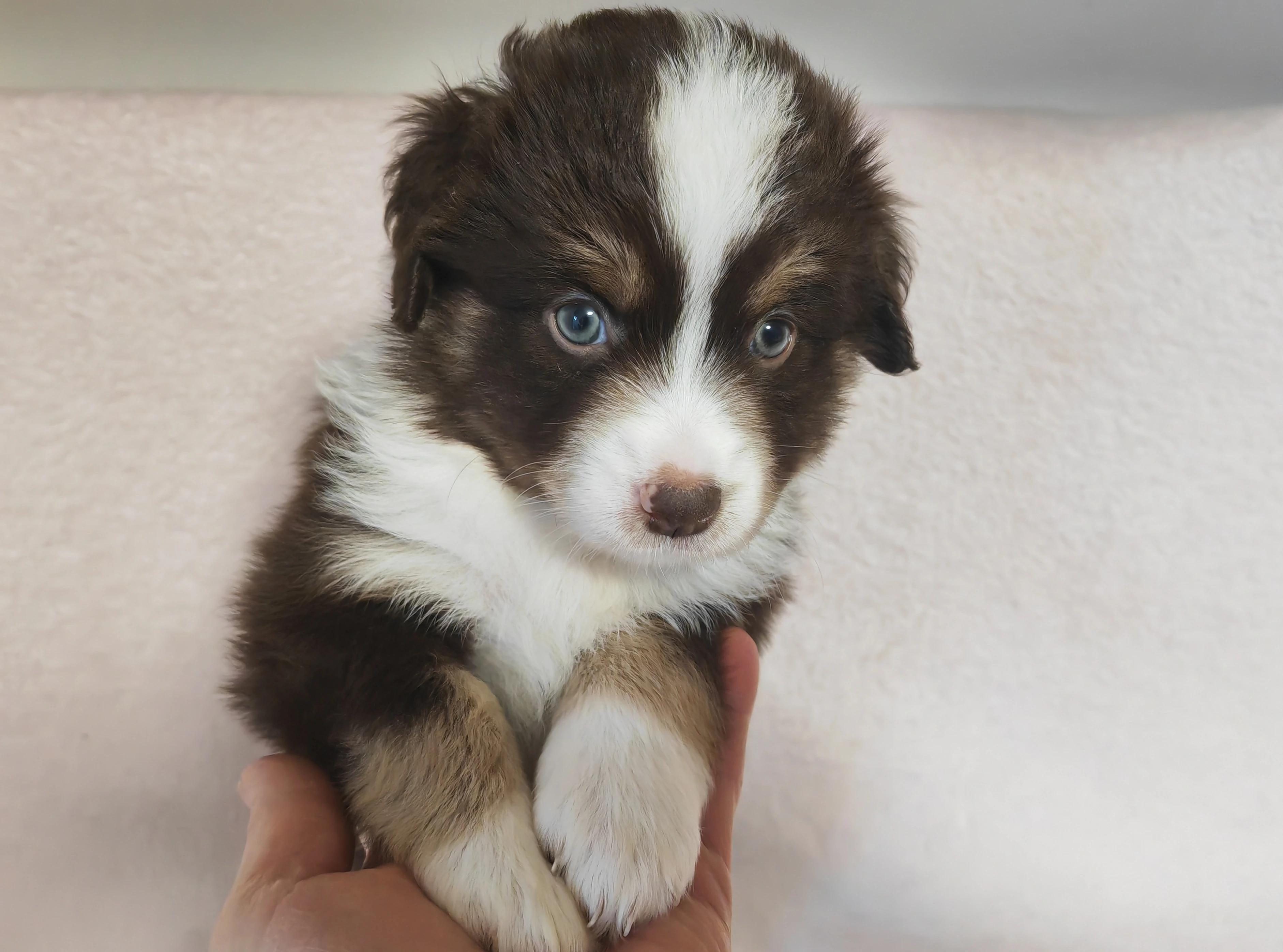 Miniaturní Americký ovčák PP (FCI)