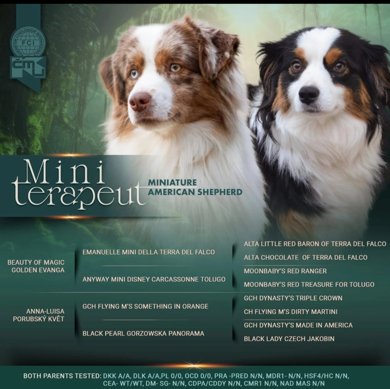 Miniaturní Americký ovčák PP (FCI)