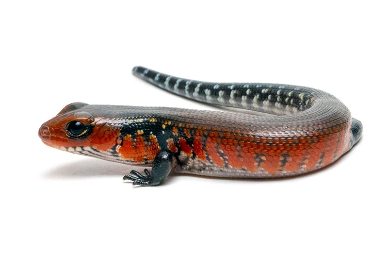 Ještěři - Živá exotika 17.1.2026