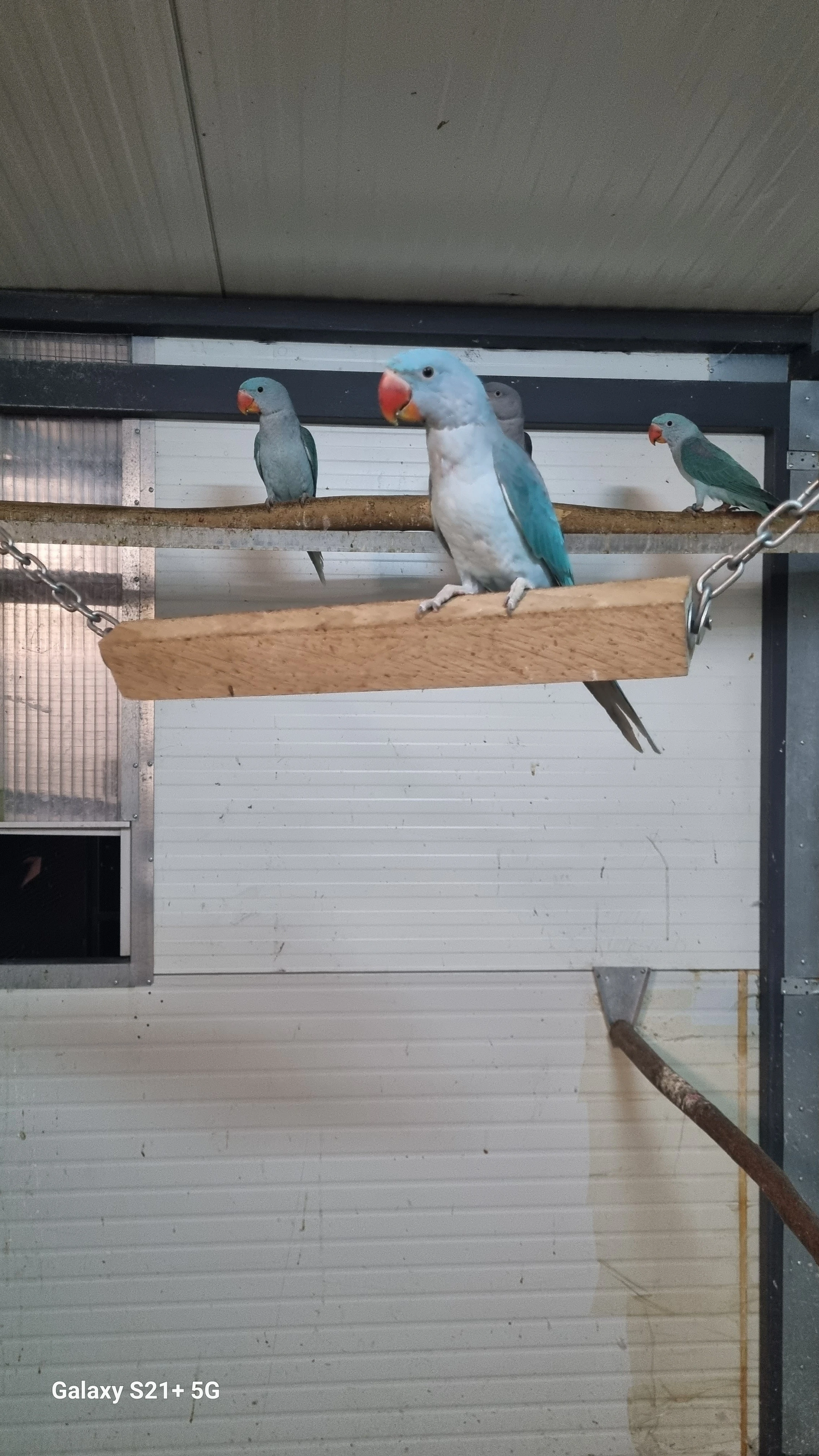 Alexandr velký modrá řada