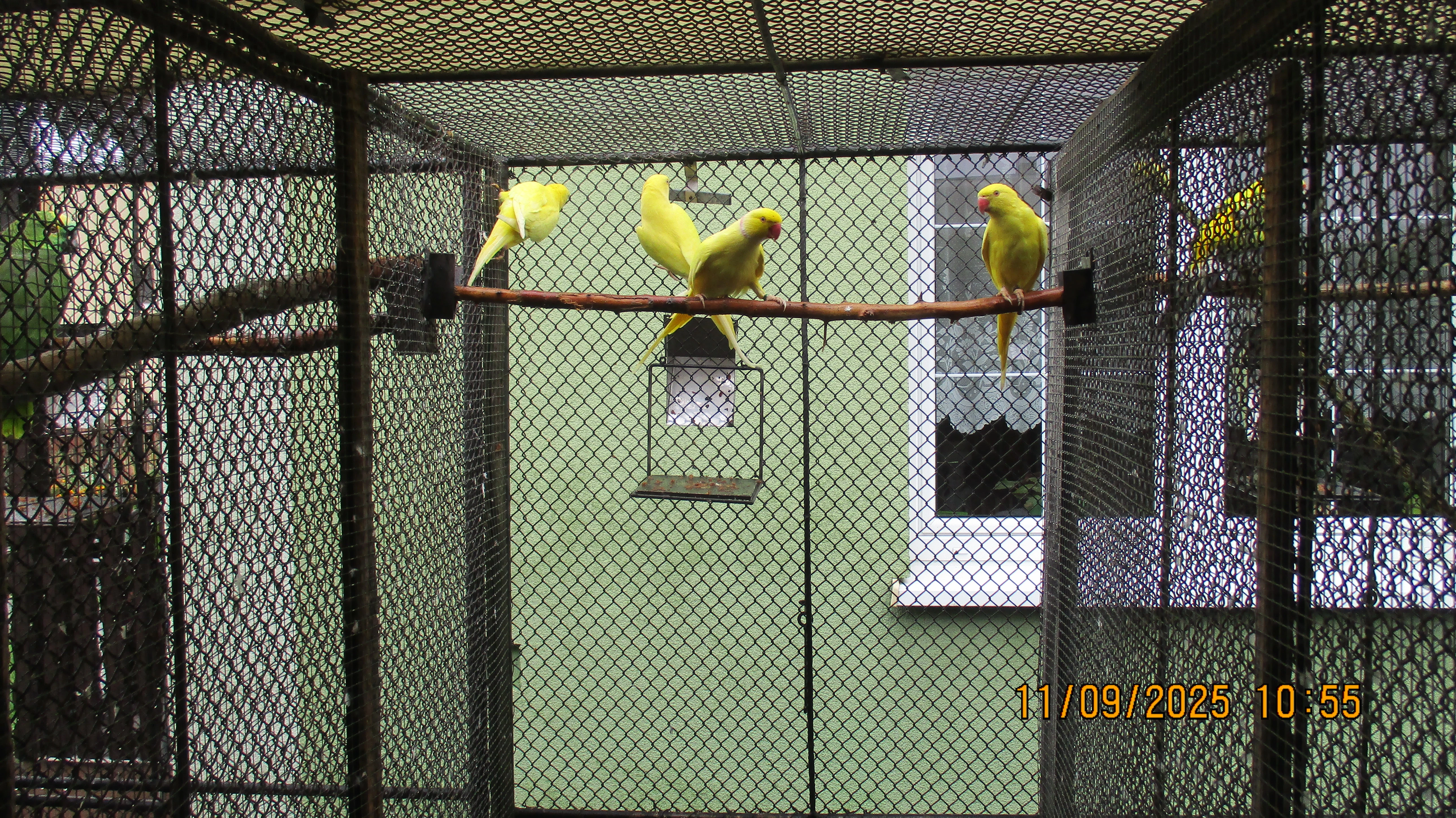 Prodám alexandr maly