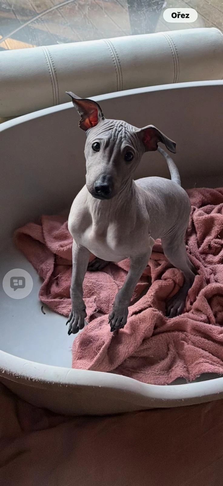 Americký bezsrstý teriér 3,5 - měs. modrý/černý