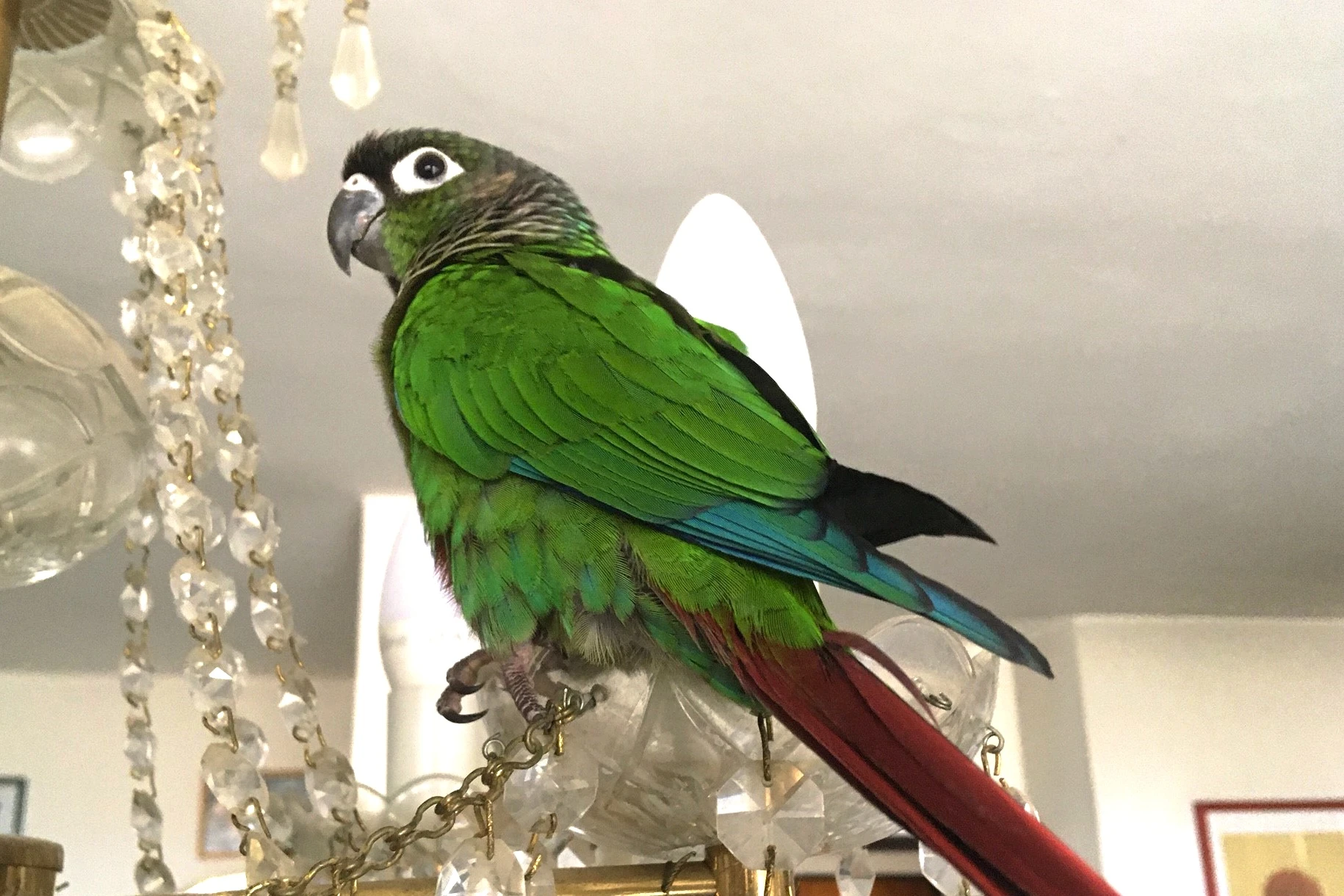 Koupím ručně dokrmenou pyruru