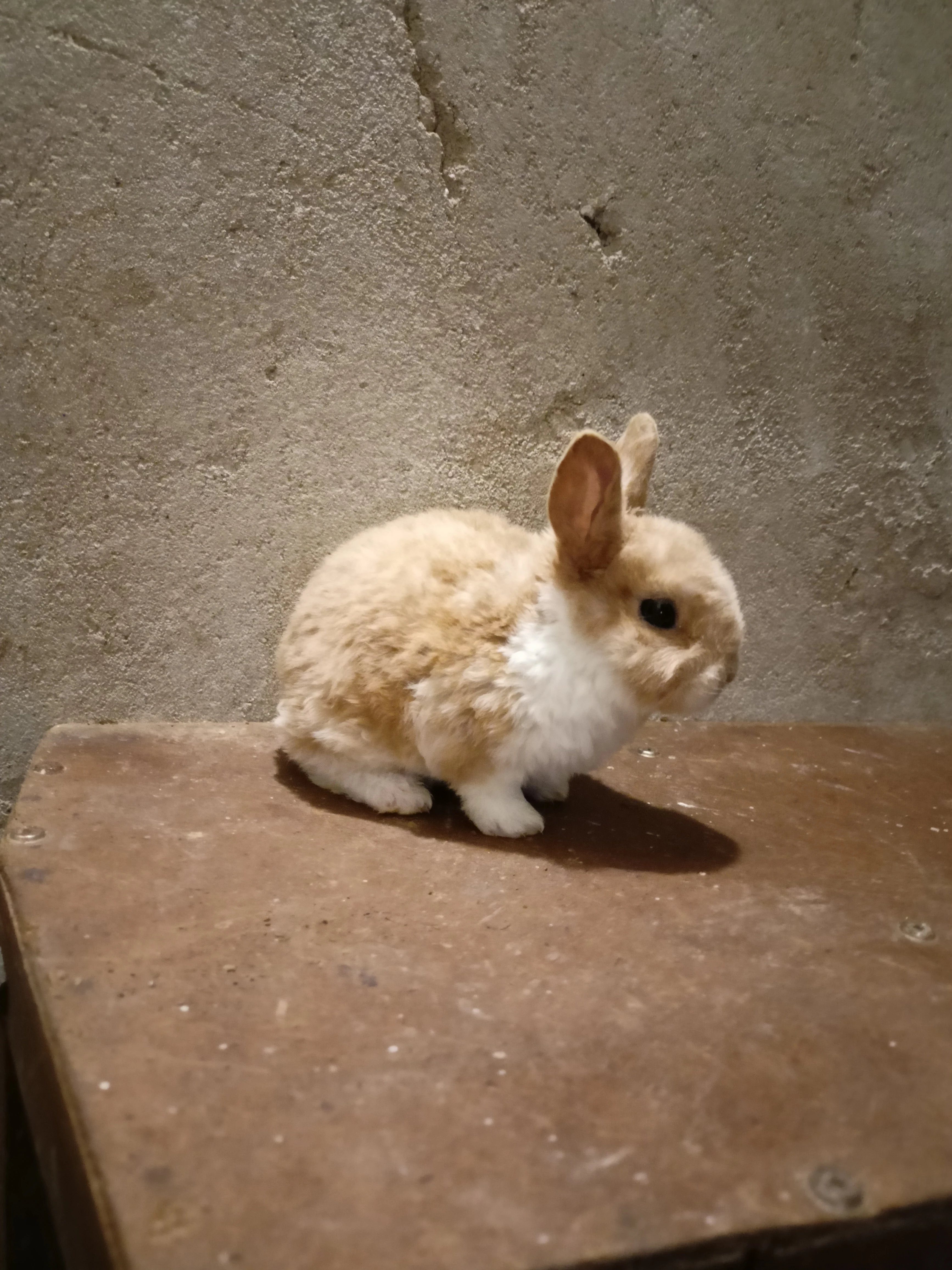 Zakrslíčci - odběr leden až únor 2026, volní 3 kluci