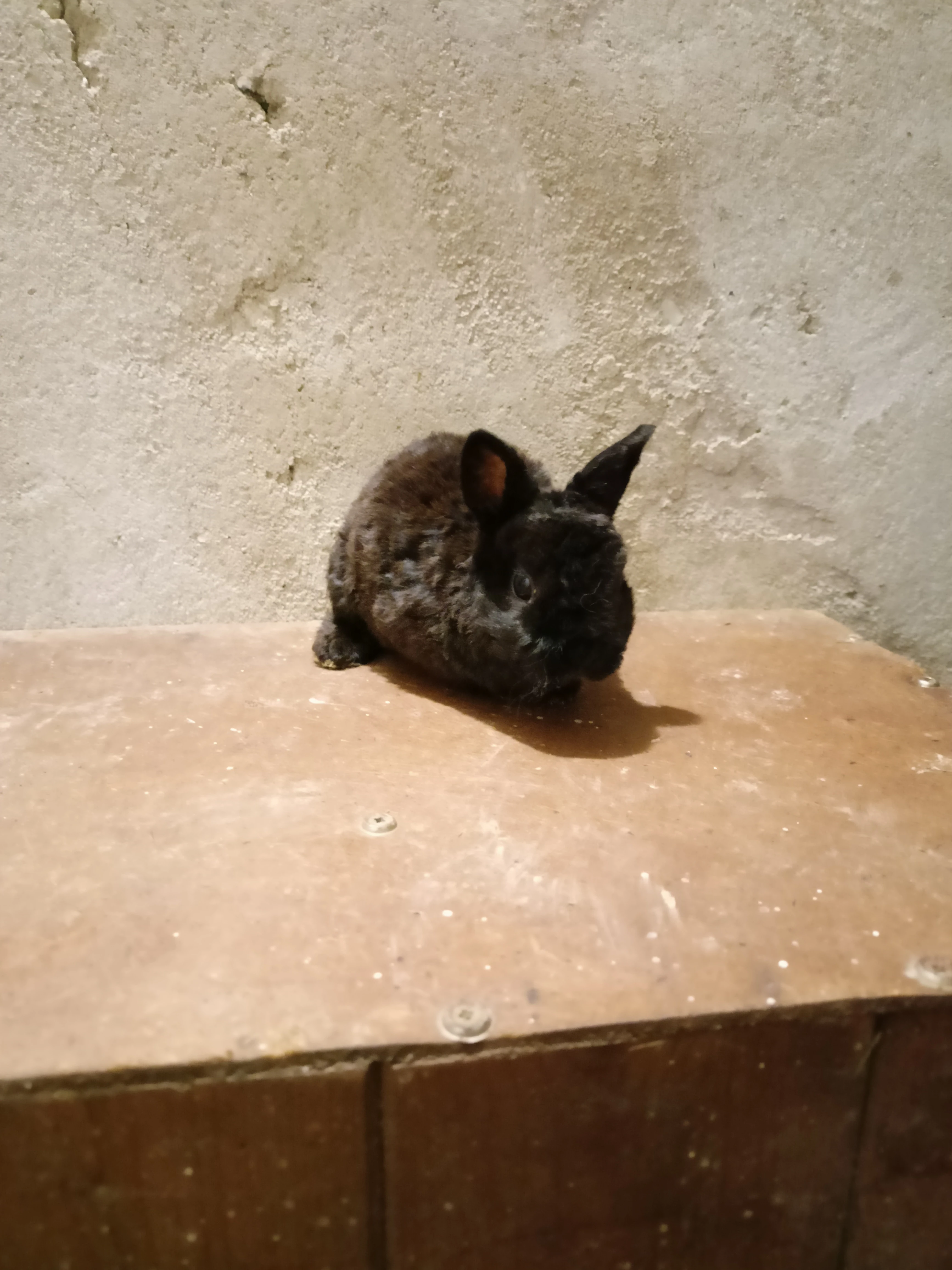 Zakrslíčci - odběr leden až únor 2026, volný již jen černý rexík