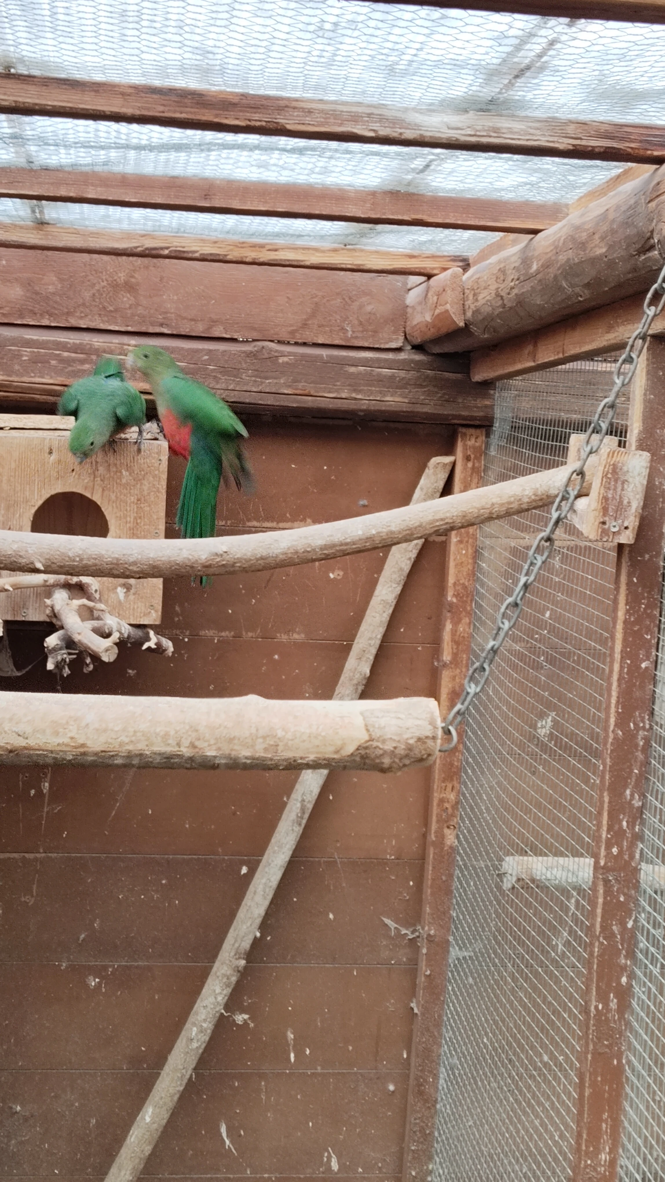 Papoušek královský