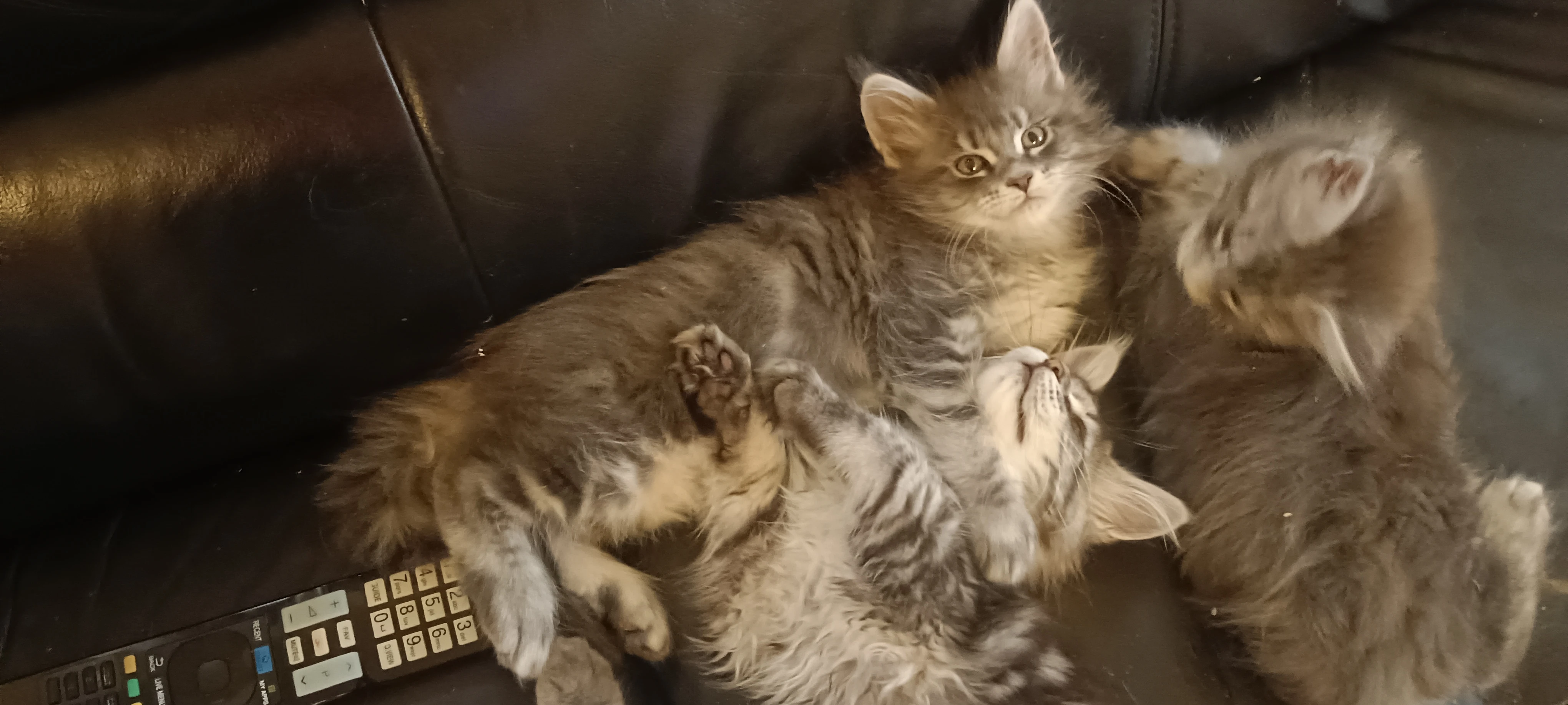 Krásná holčička s PP Mainská mývalí kočka