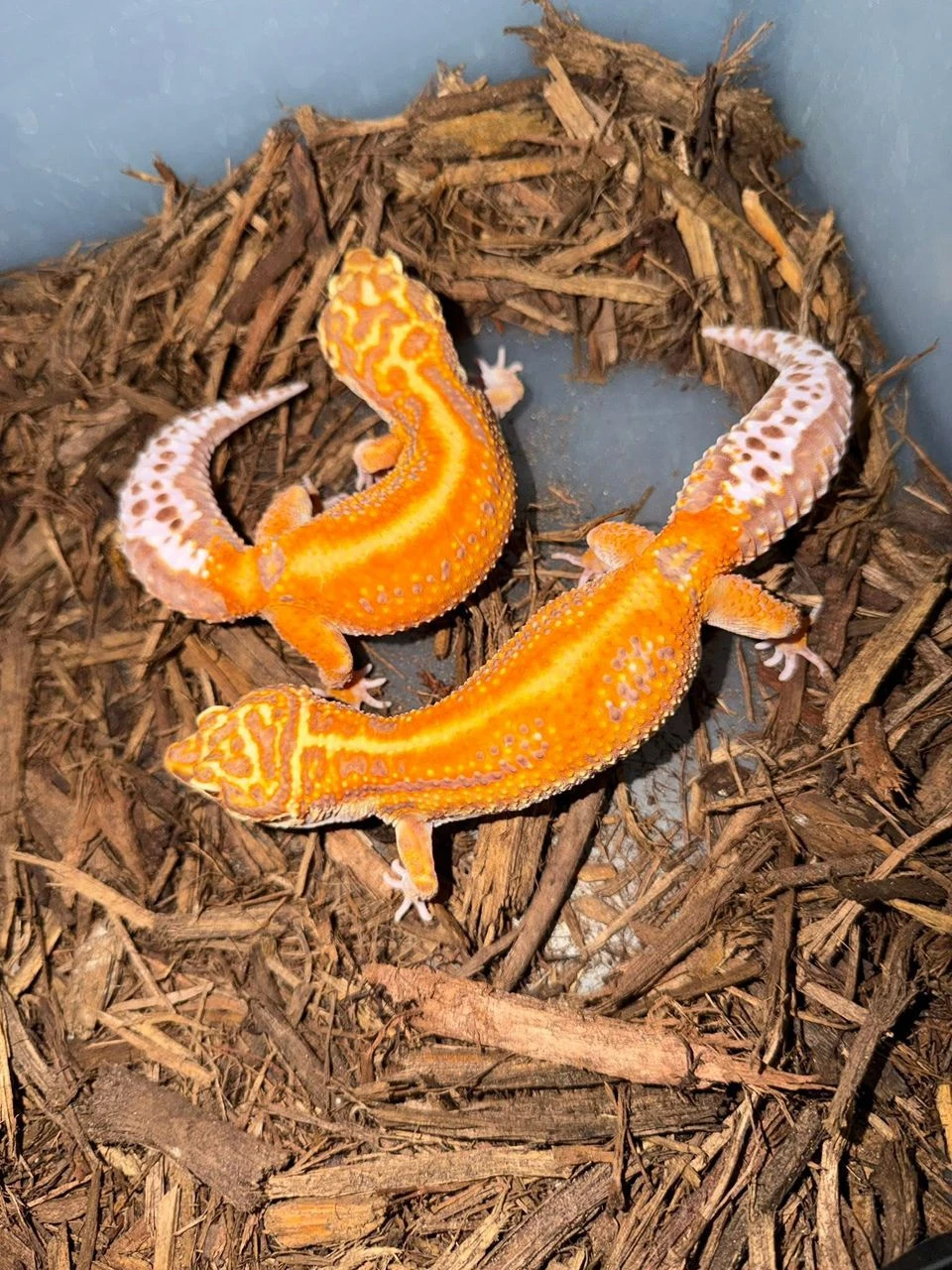 Gekon leopardí (Eublepharis macularius)