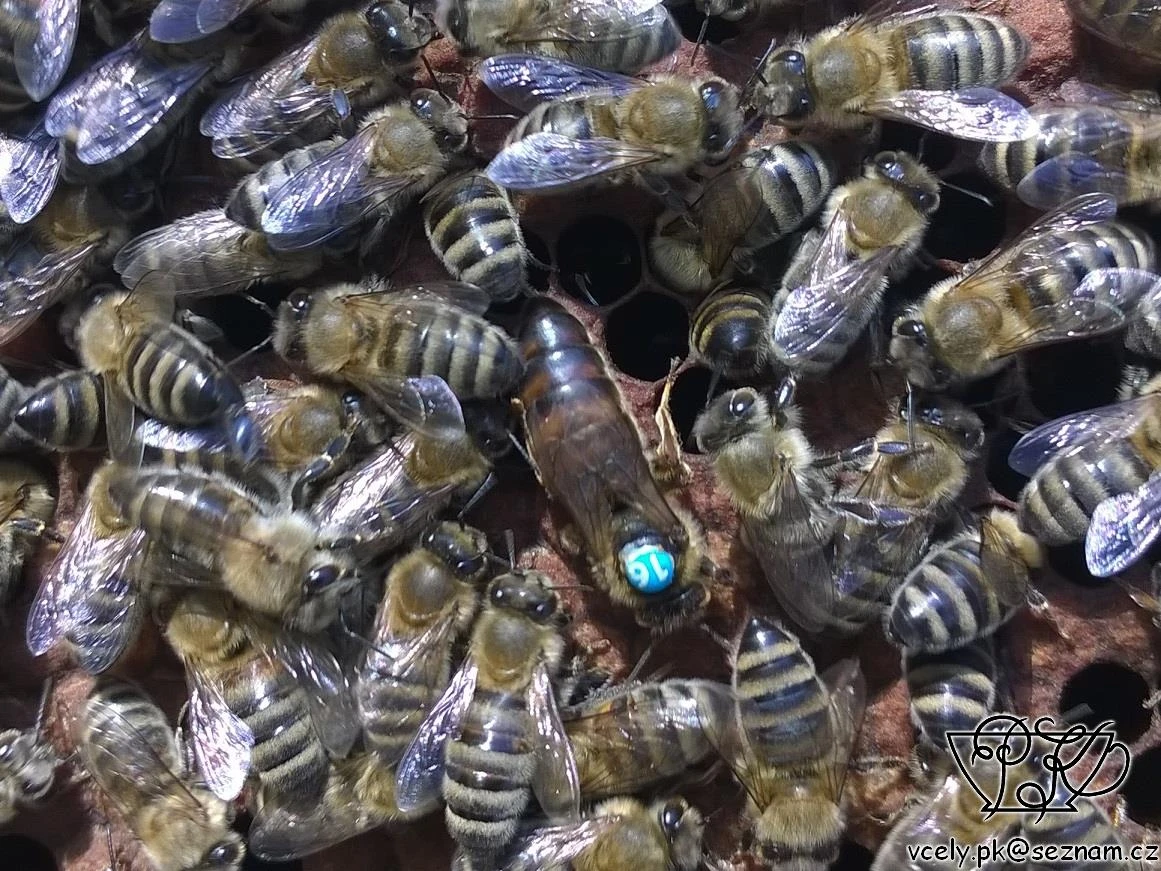 Inseminované včelí matky.