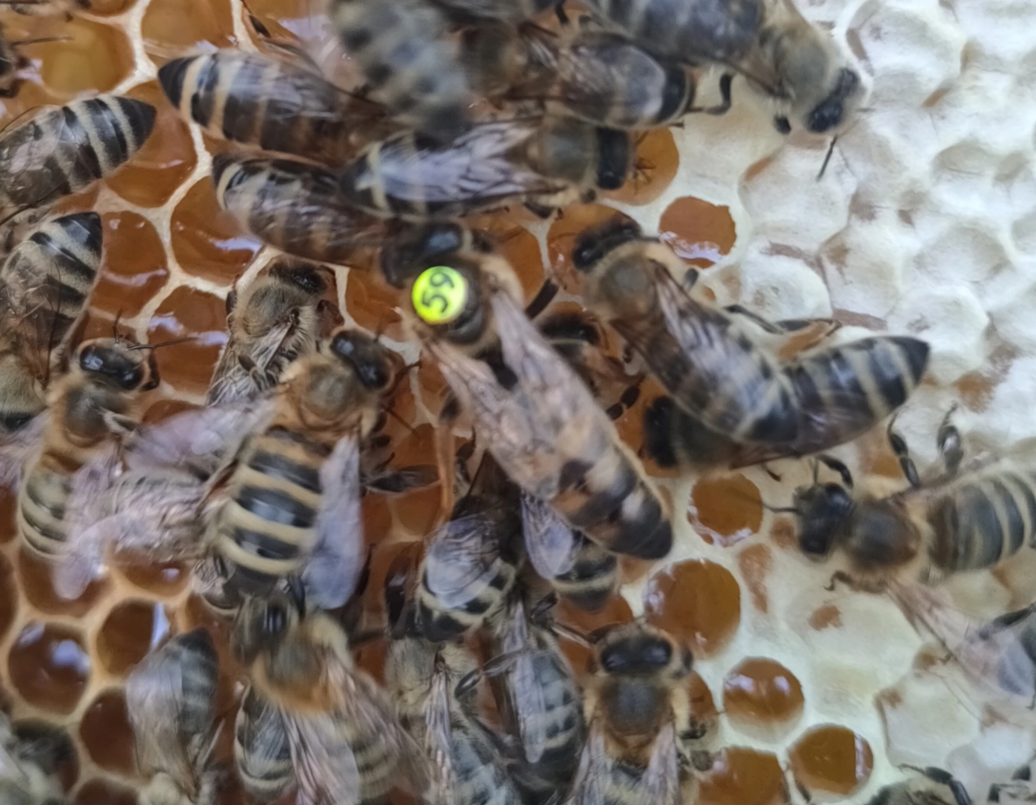 Včelí oddělky 2026 včely včelstva