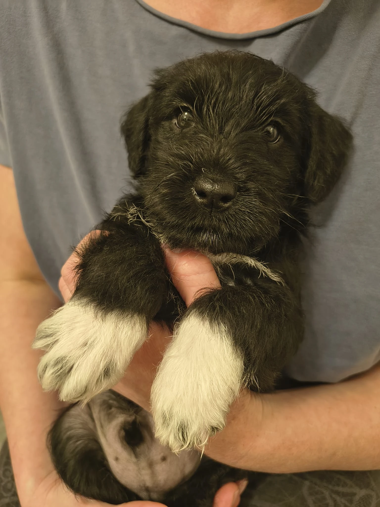 Štěně pes kříženec malý knírač