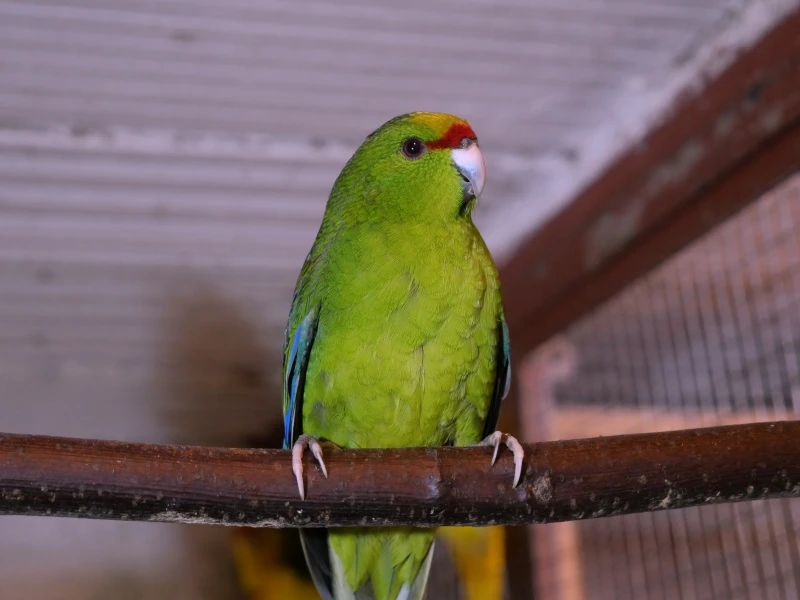 Prodám kakariki žlutočelé zelené