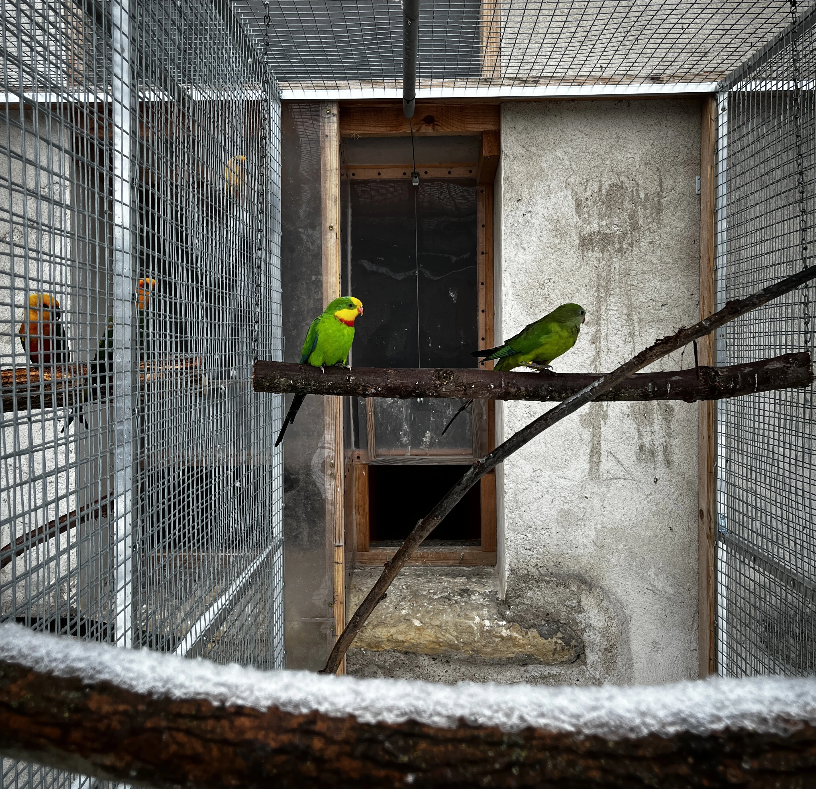 Chovný pár papoušek nádherný