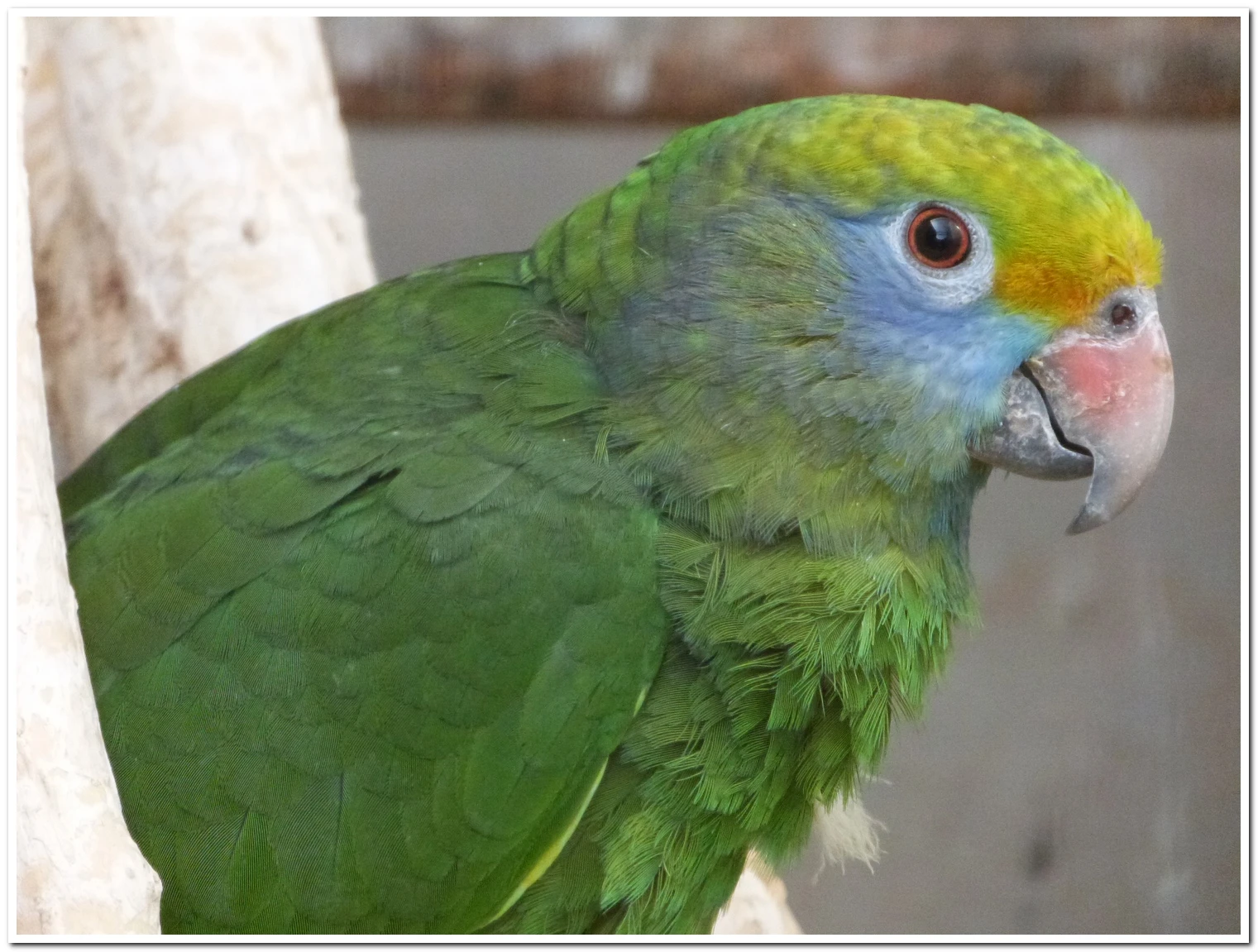 Amazoňan modrolící (dufresniana)