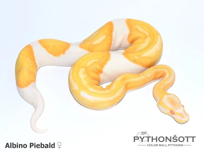 Mláďata Krajty královské - Python regius