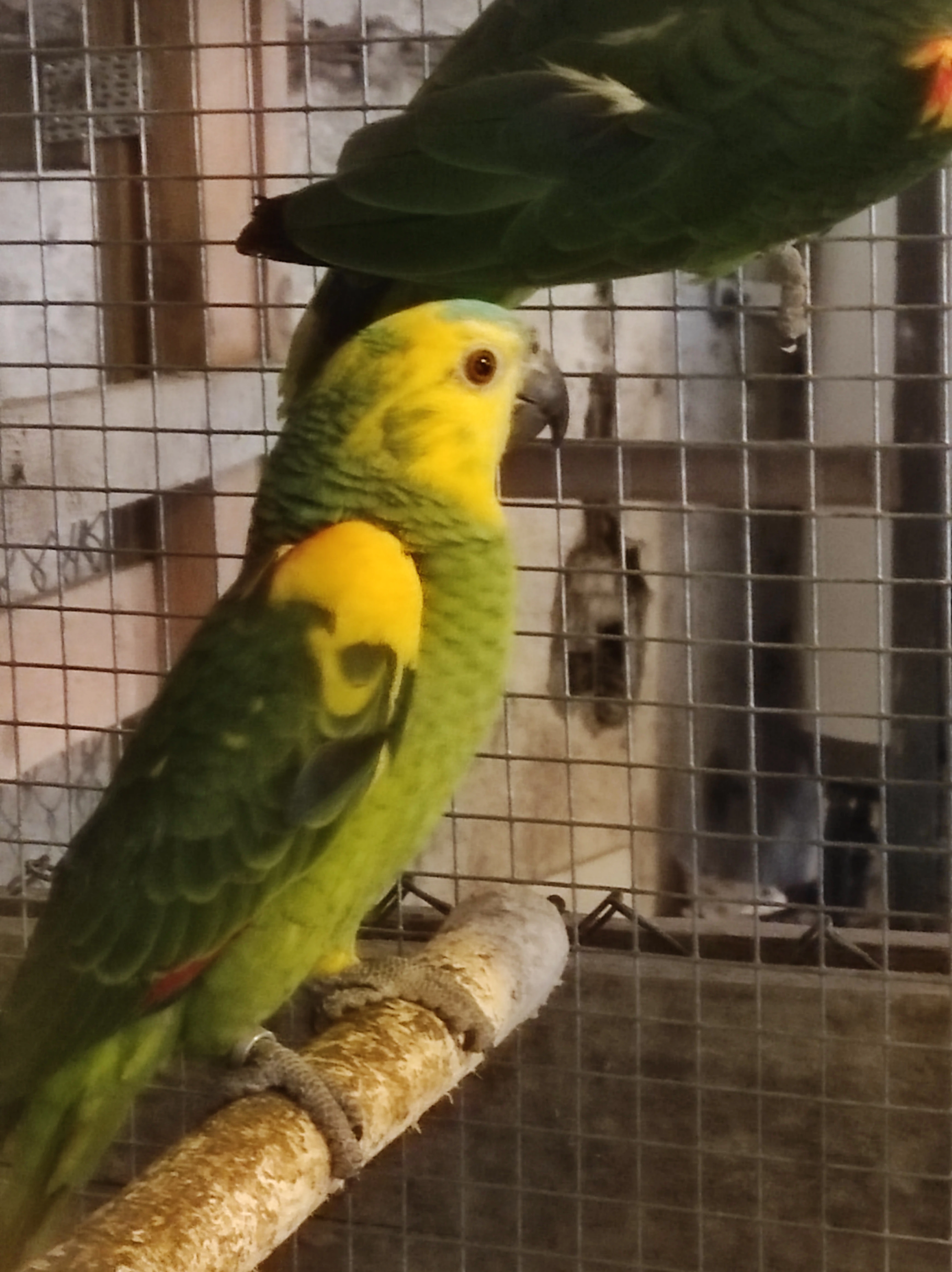 Amazoňan modročelý