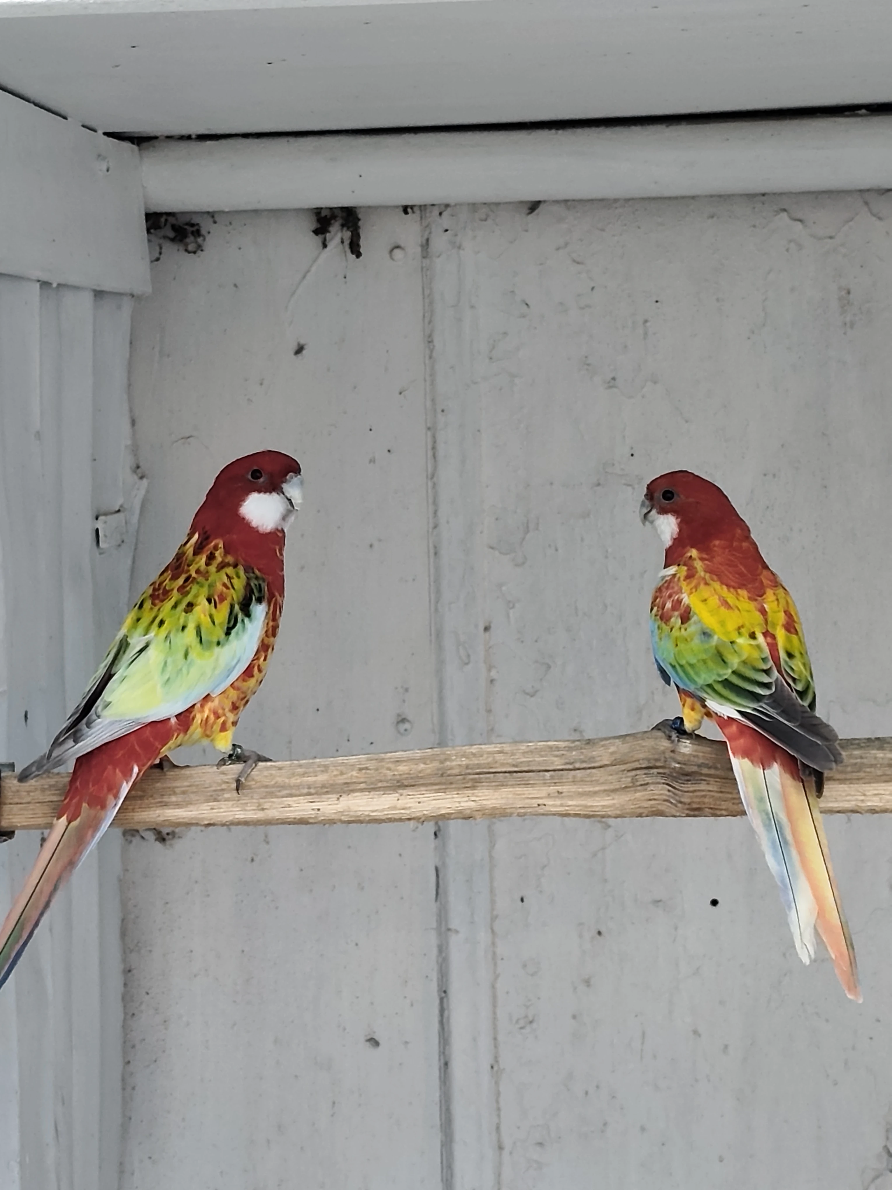 Rosela gold gold opalín