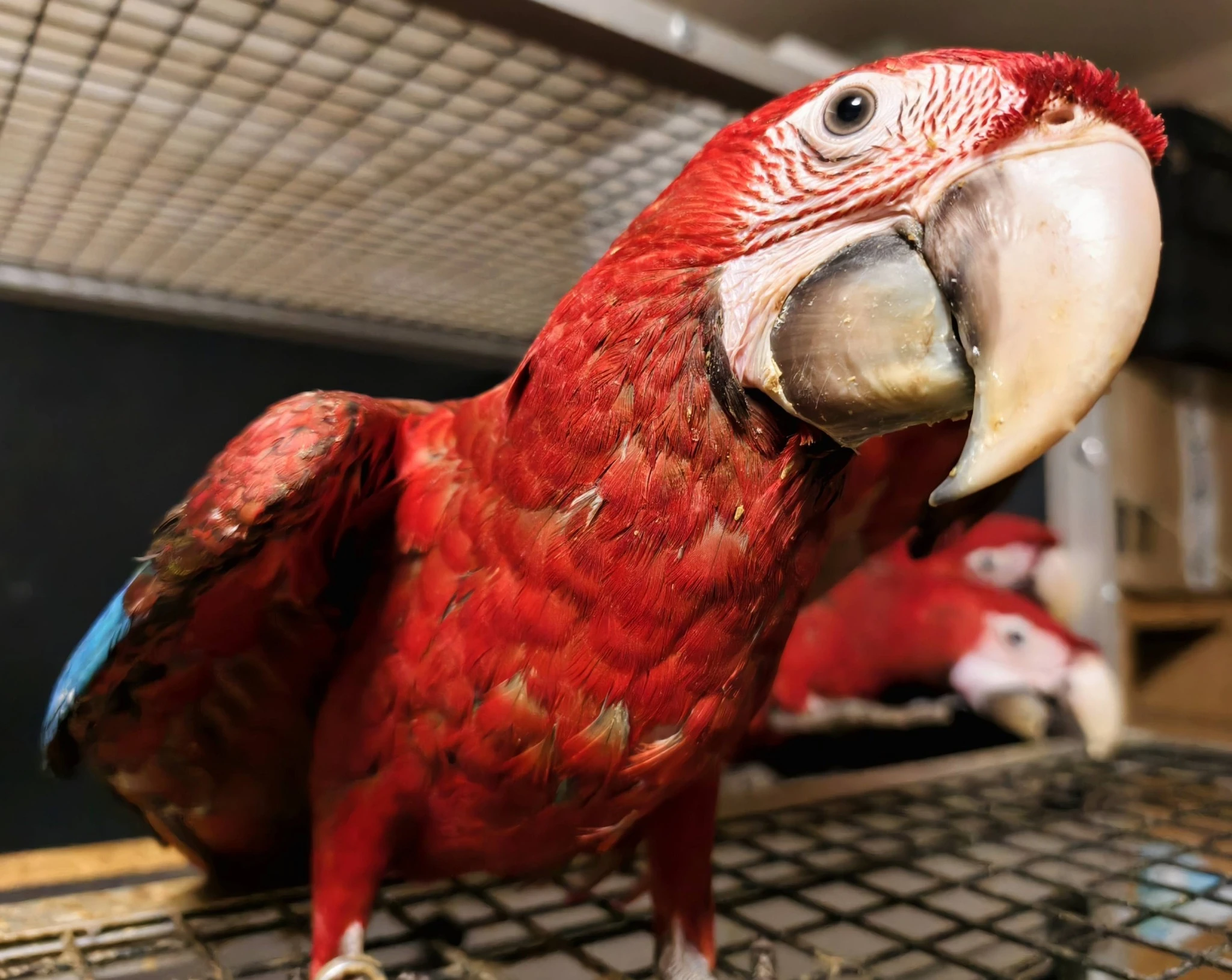 Ara zelenokřídlý (Ara chloroptera)