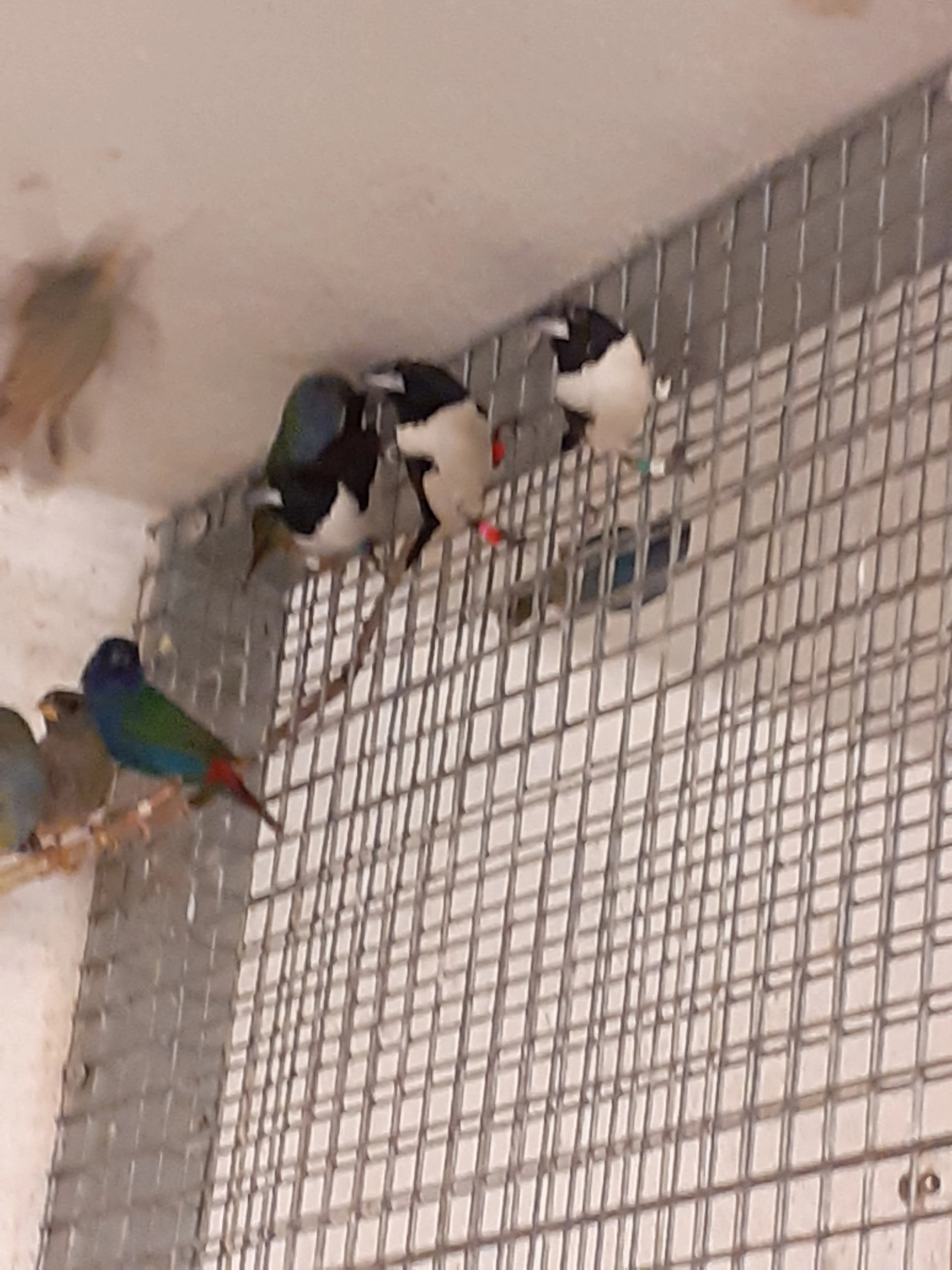 Stračku velkou - 0,1  za forbesku