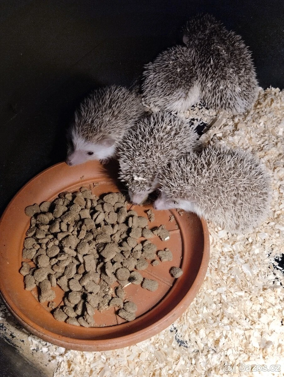 Ježek bělobřichý