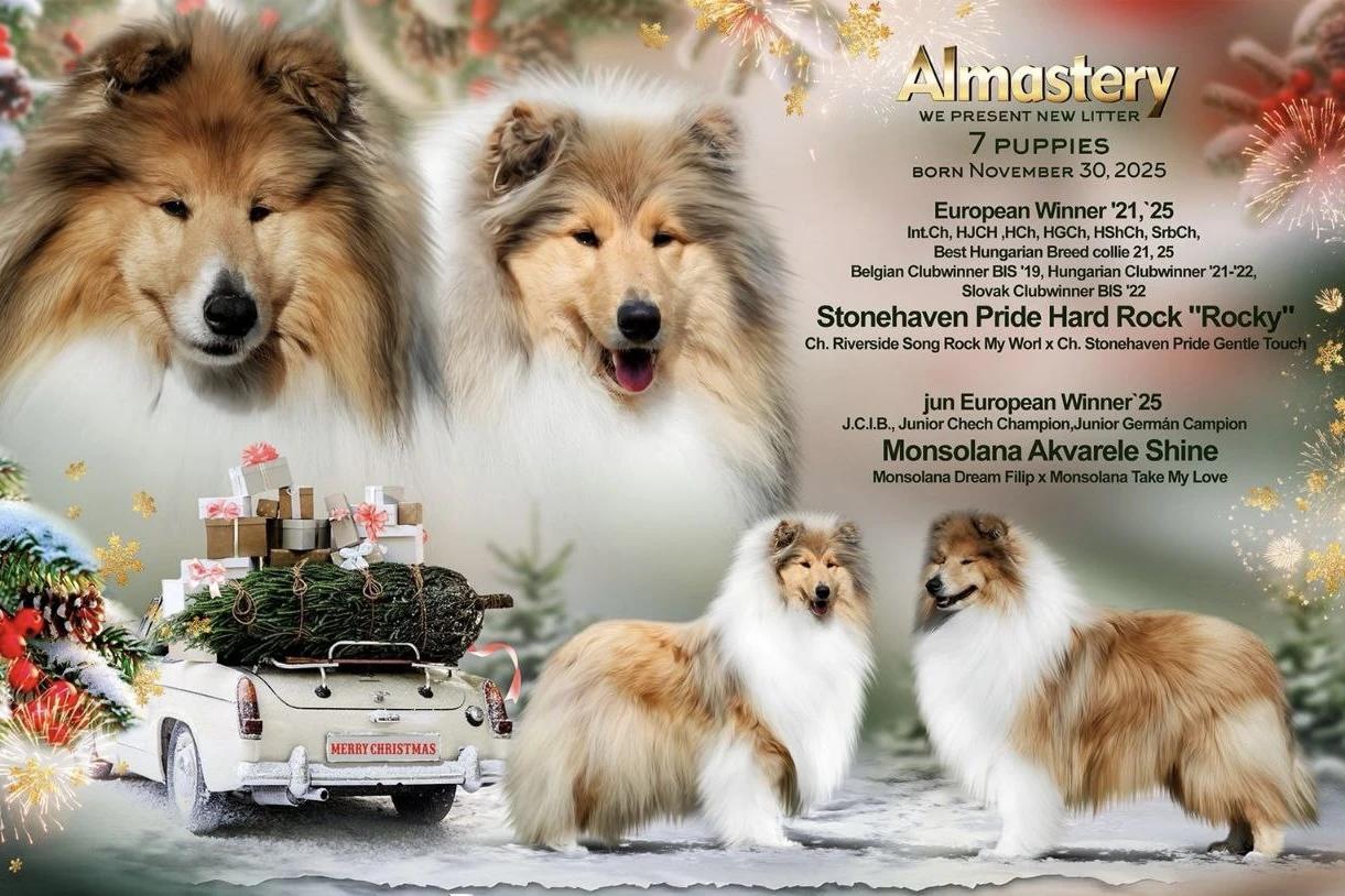 Štěňata kolie dlouhosrstého