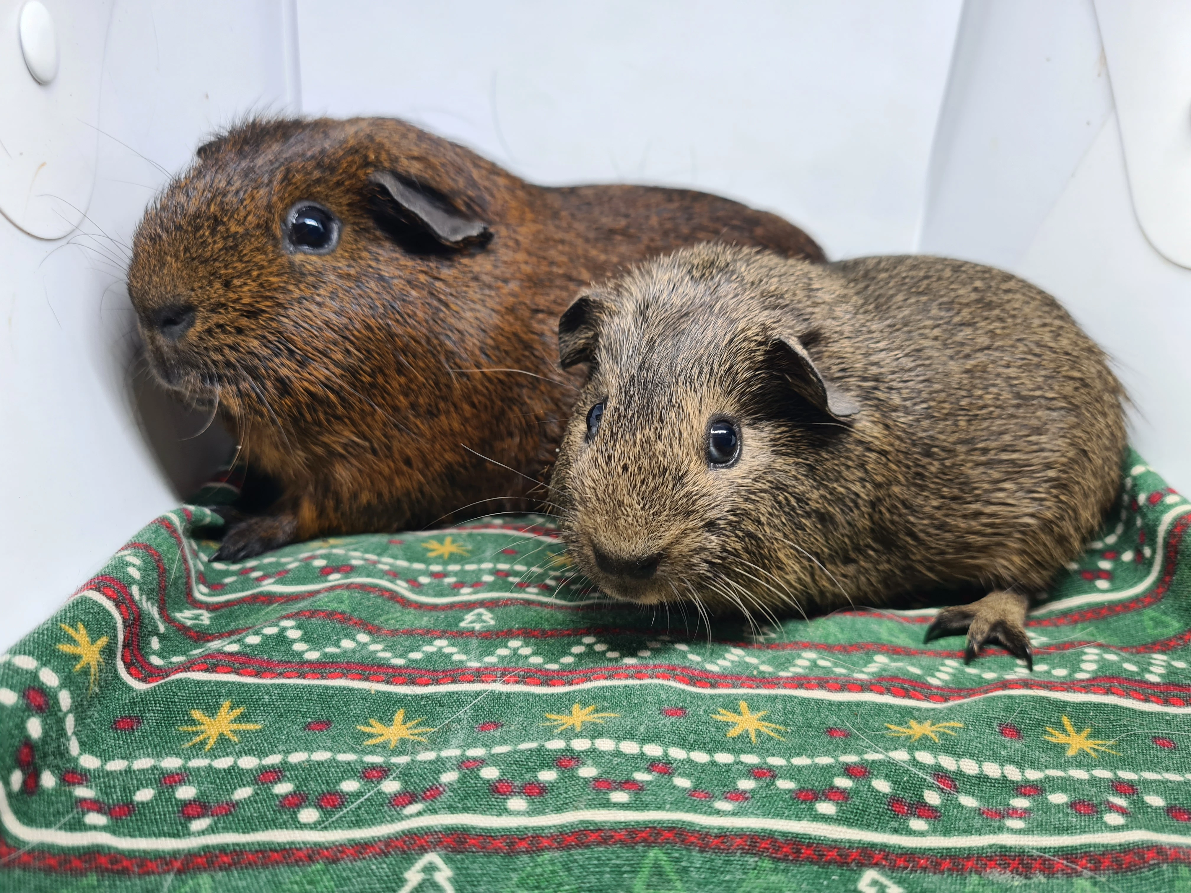 Dvojice kluků hledá milující domov