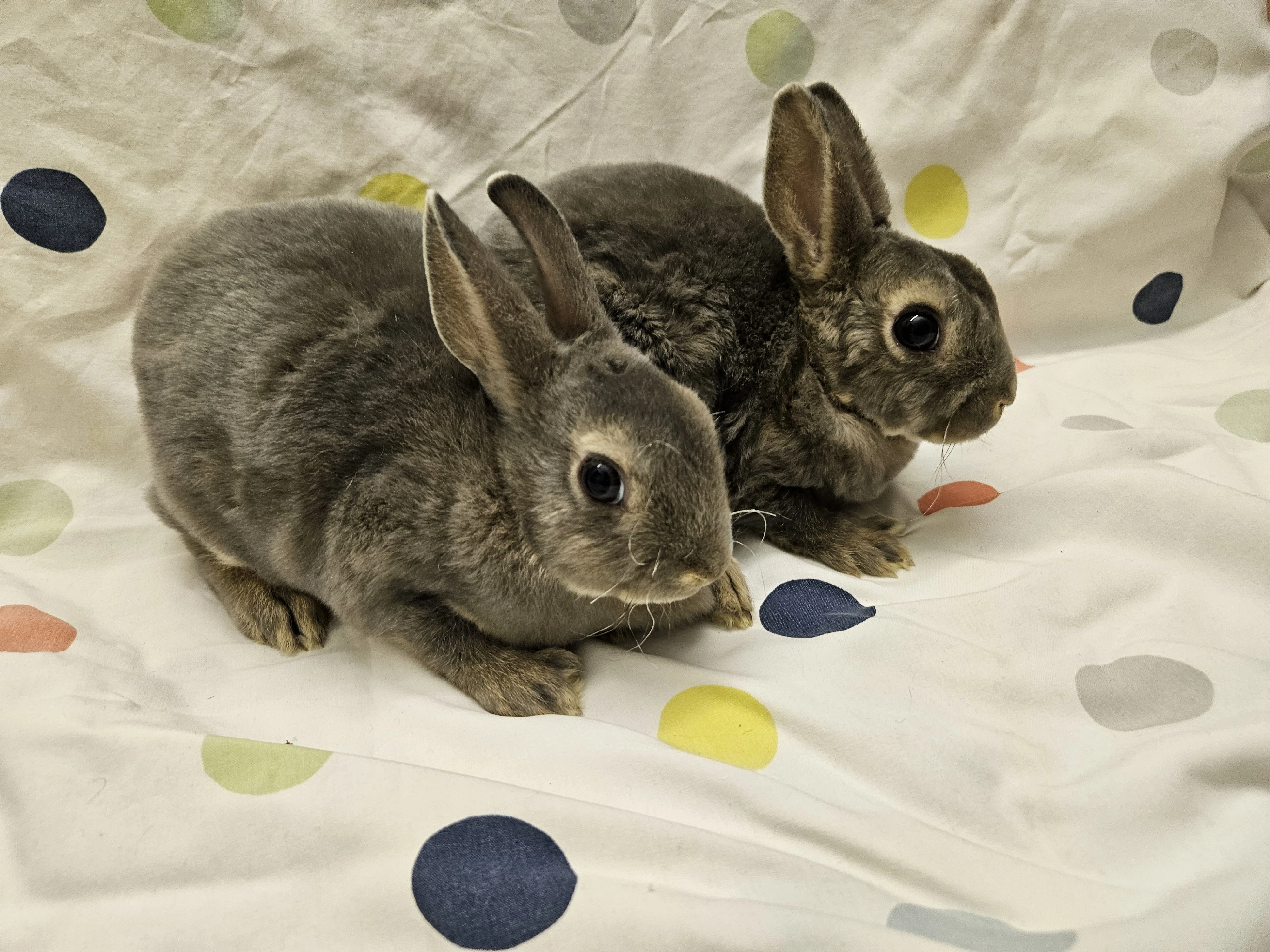 Zakrslý králíček