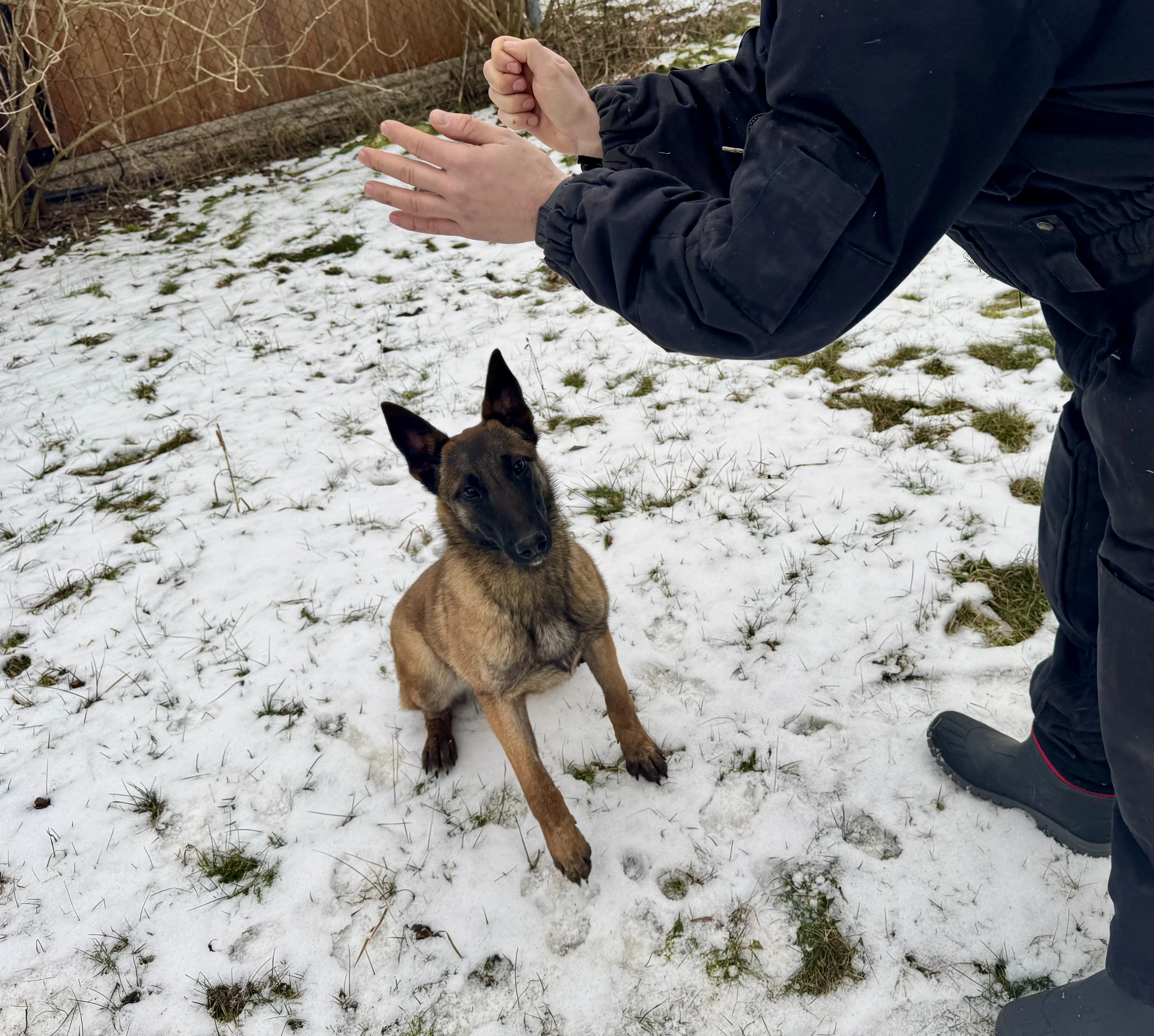 Prodám fenu bom s PP