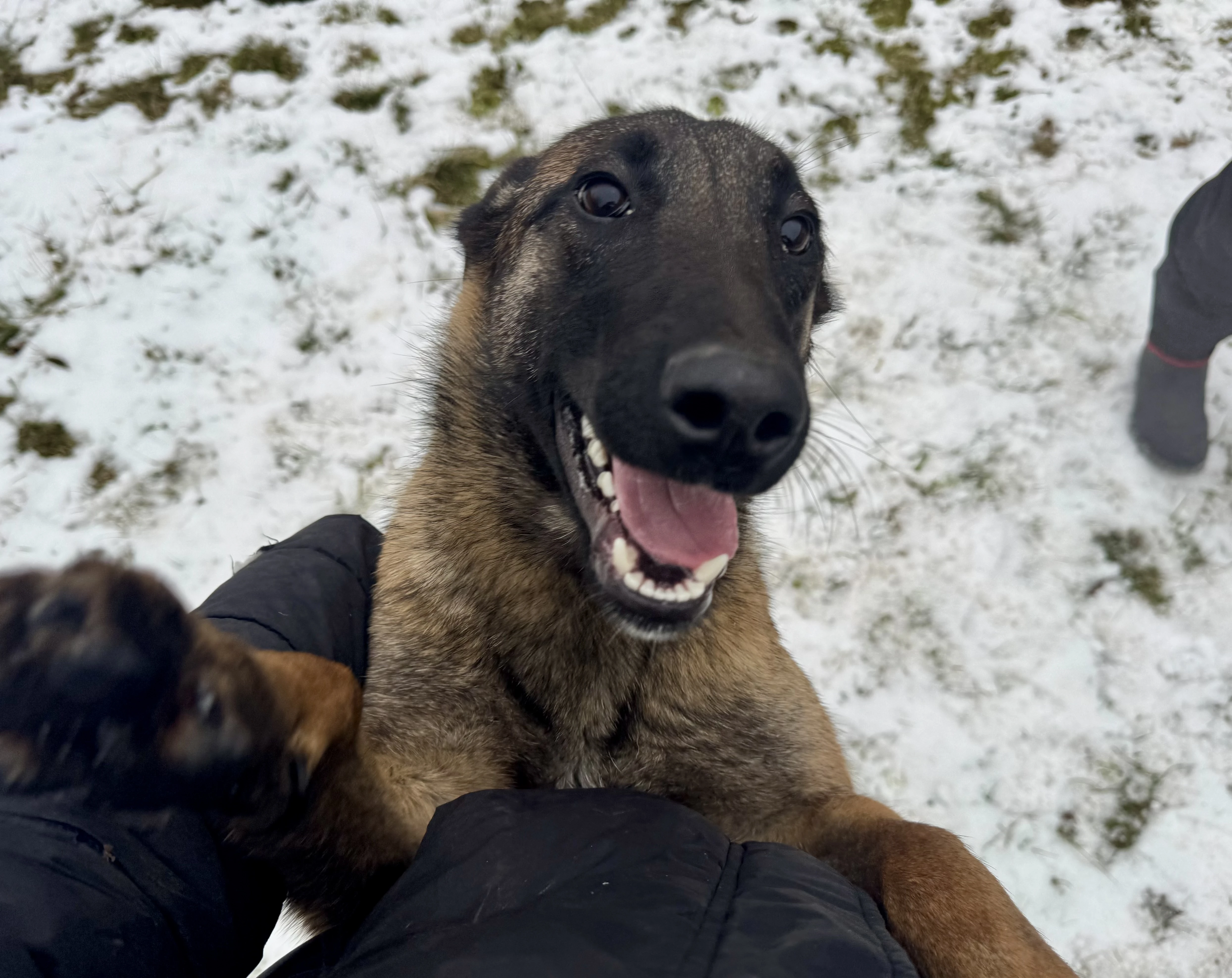 Prodám fenu bom s PP