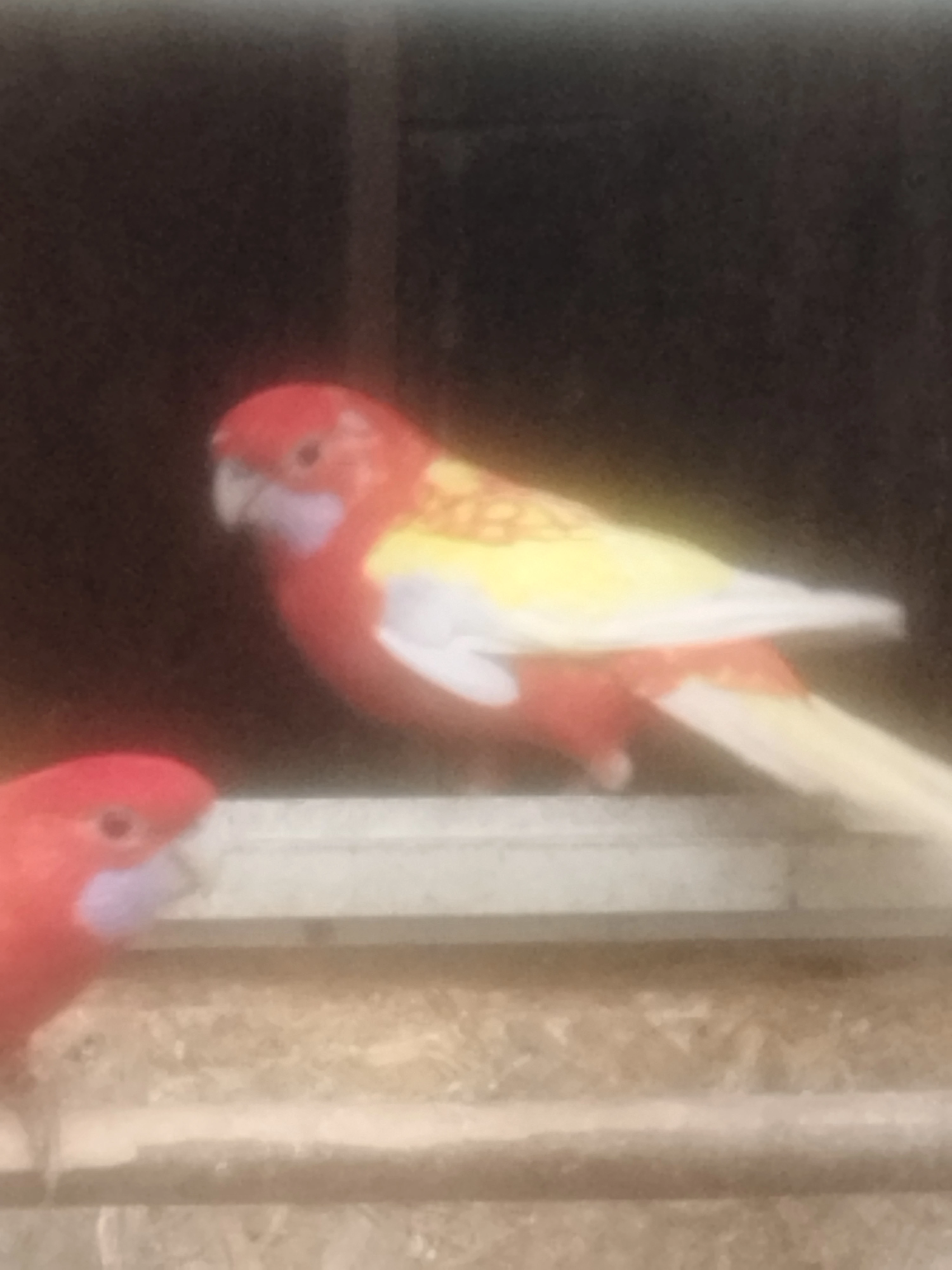 Prodám rosela penant zlatý pastel