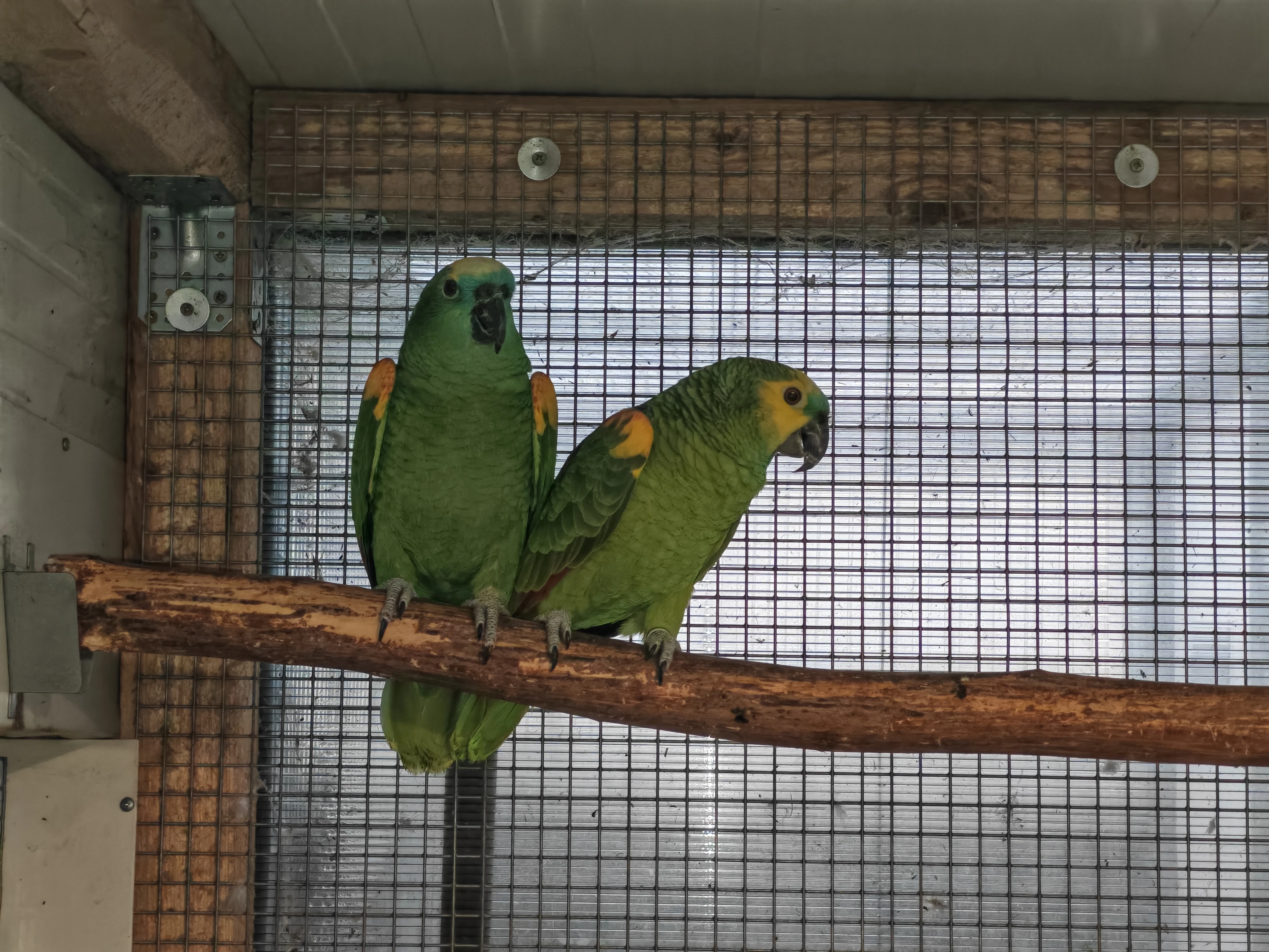 Amazoňan modročelý 1.1, r. 2016,