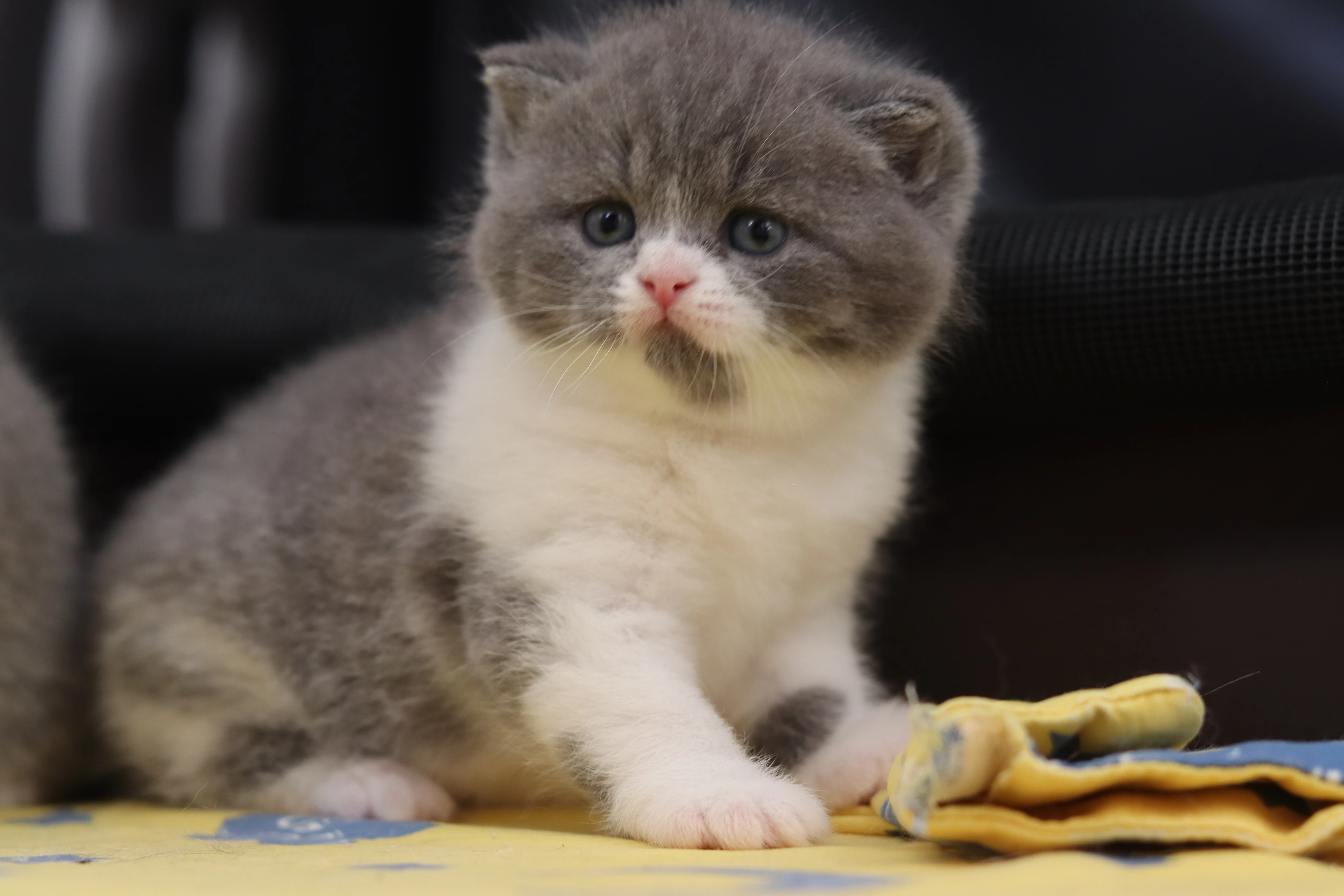 Britská koťátka s PP