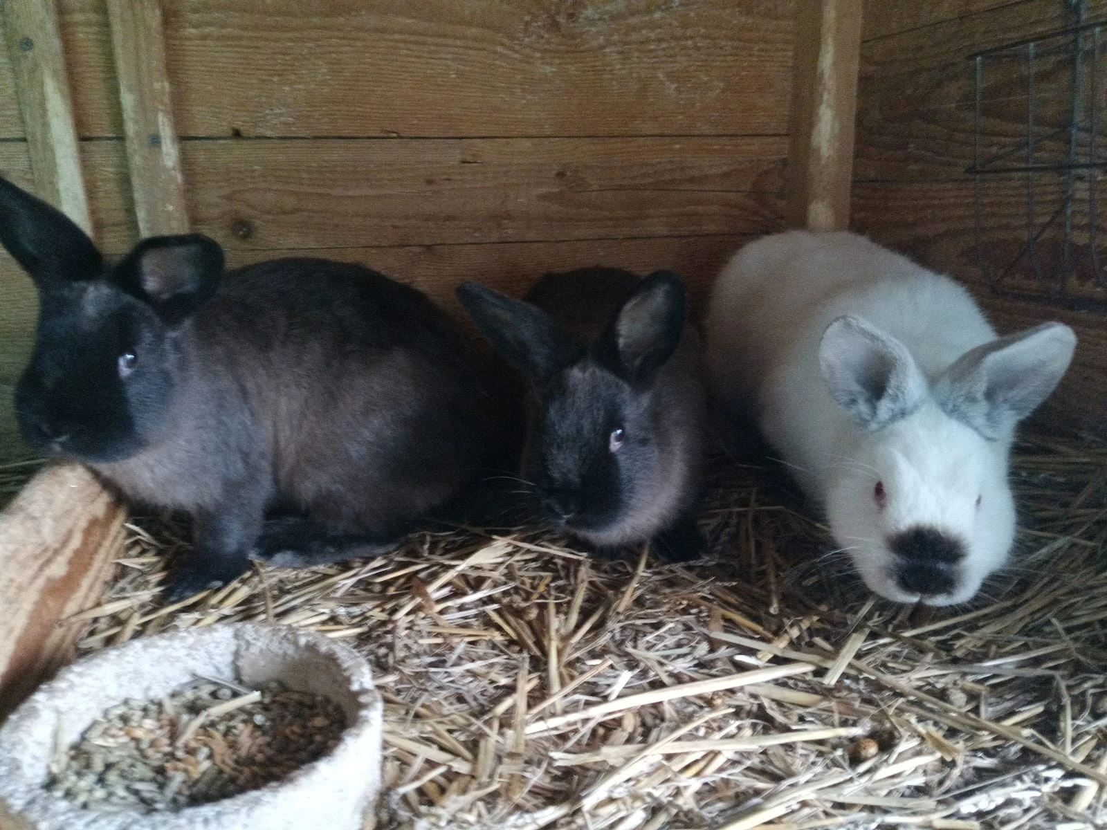 Prodám mladé králíky