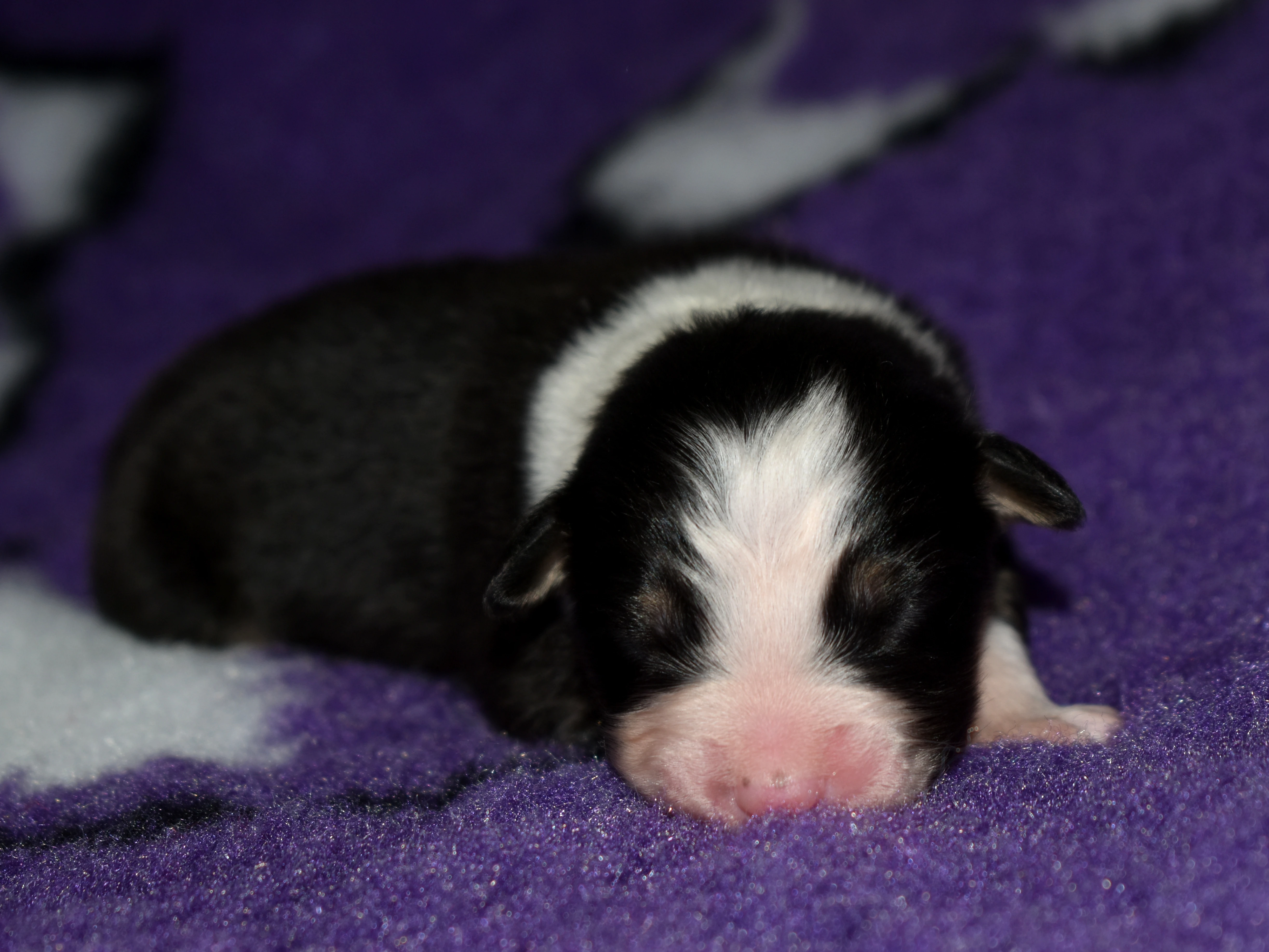 Australský ovčák s PP