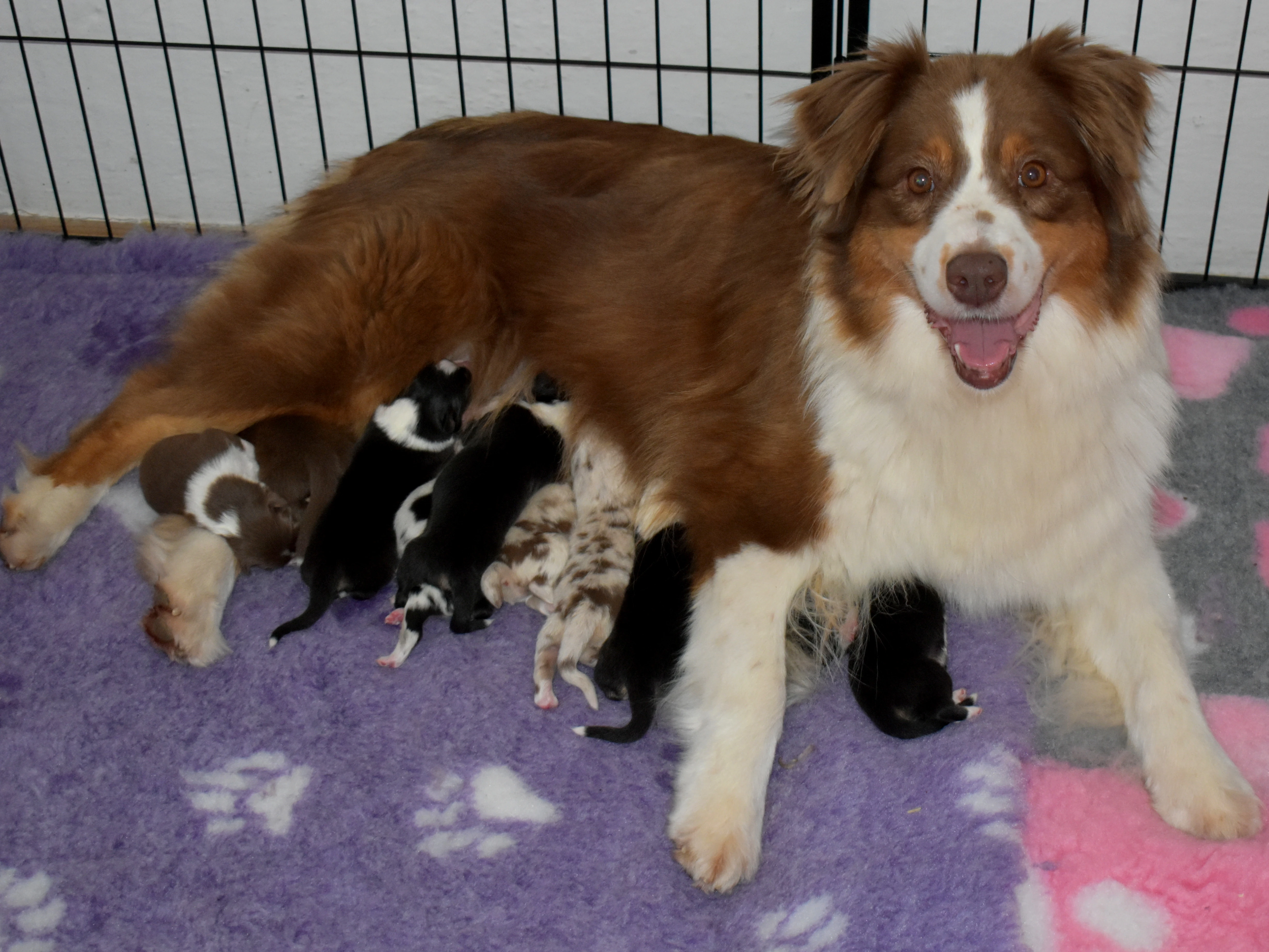 Australský ovčák s PP